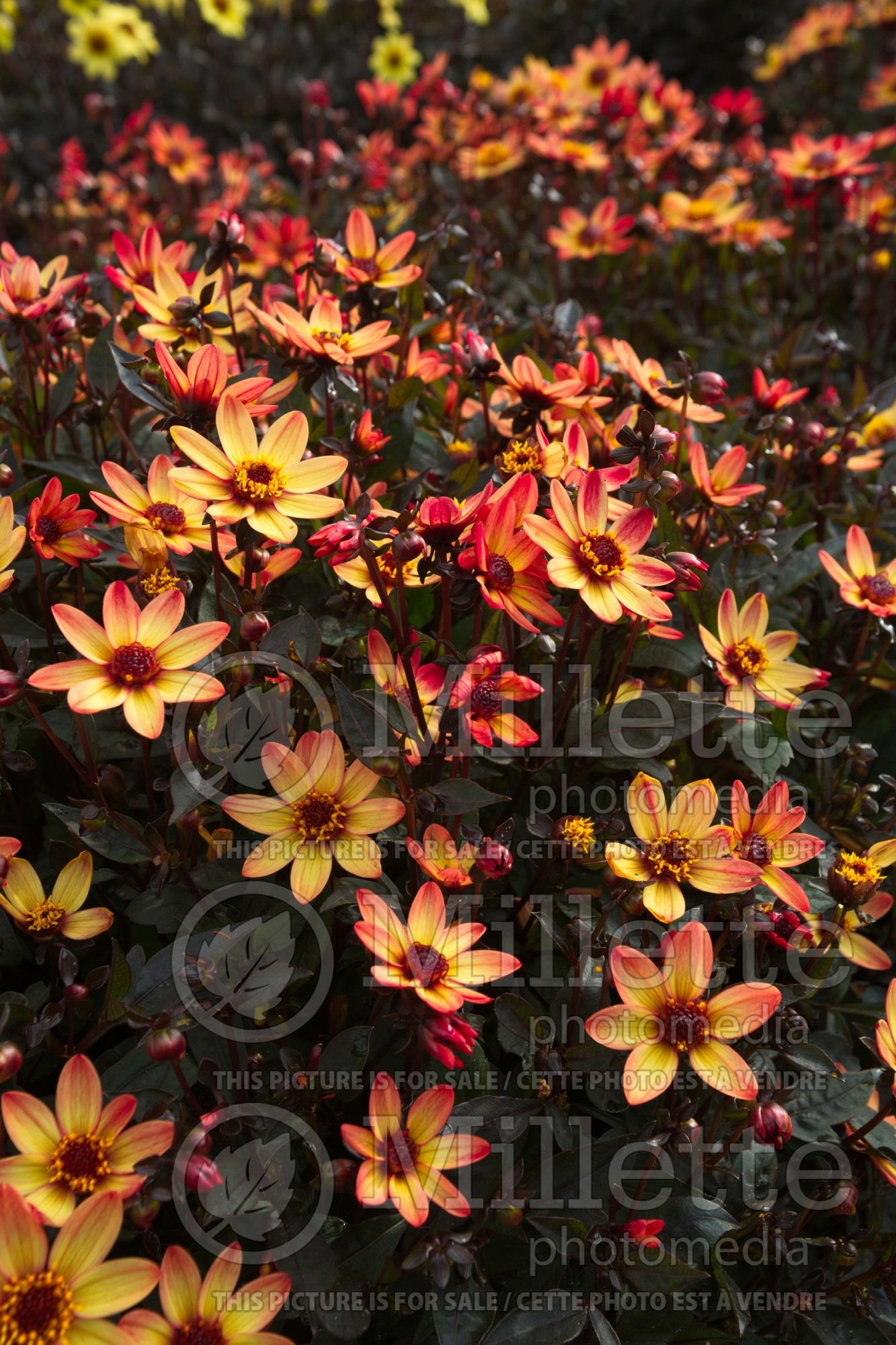Dahlia Dark Angel Star Wars (Dahlia) 4