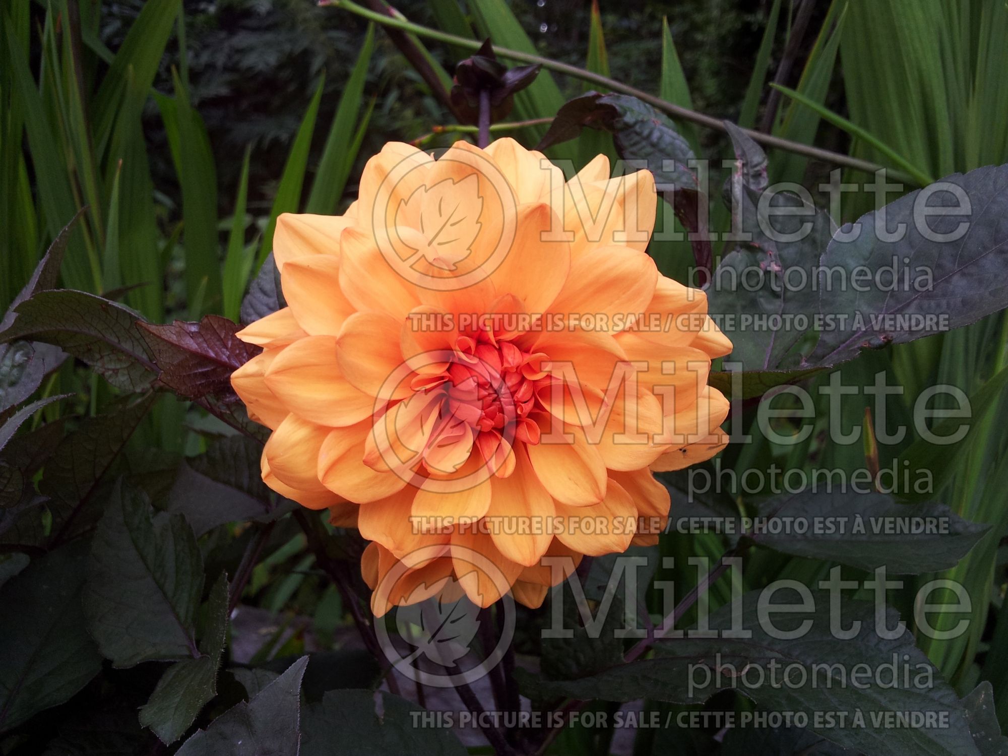 Dahlia David Howard (dahlia) 1
