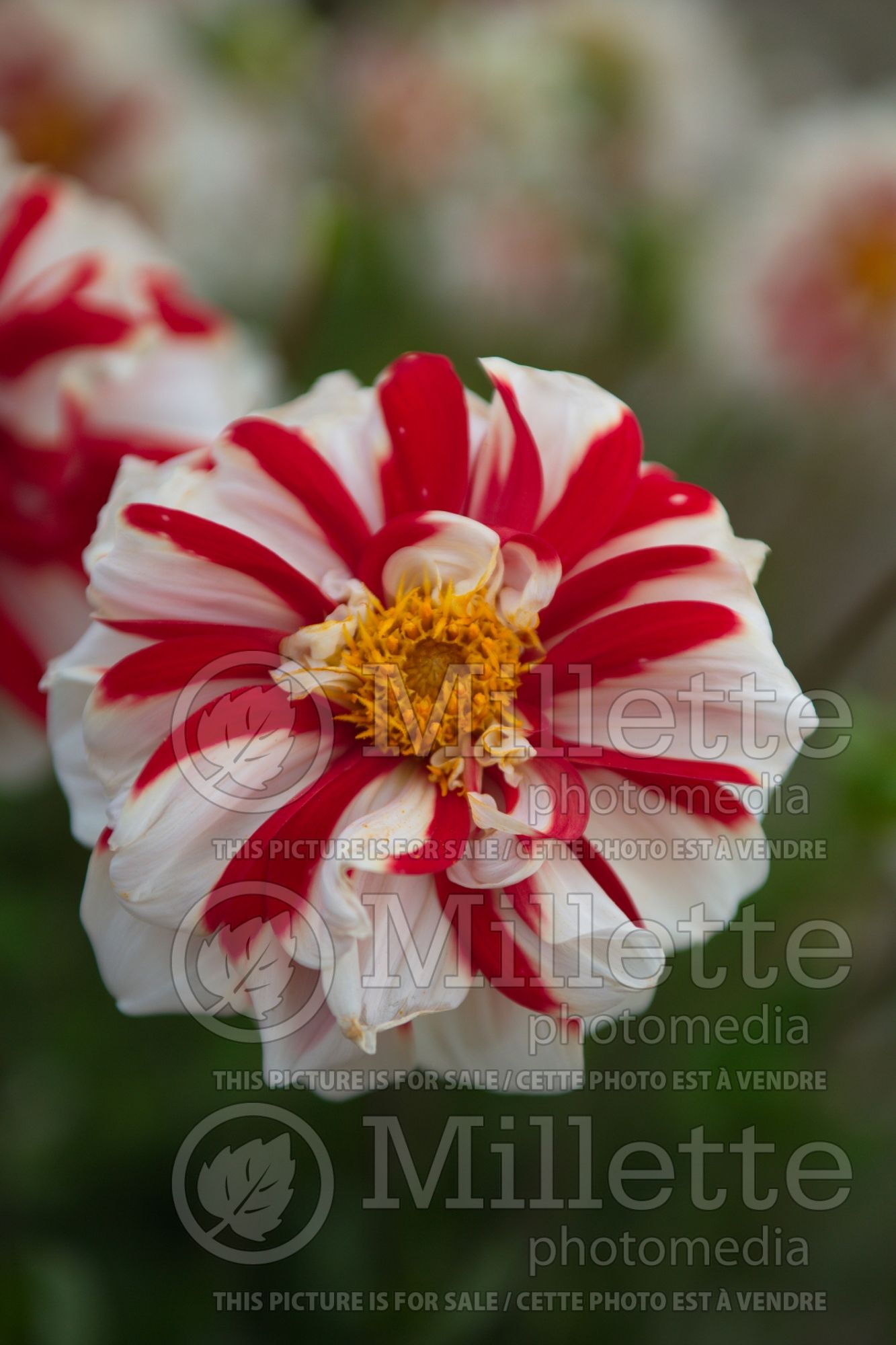 Dahlia Fire and Ice (Dahlia) 1