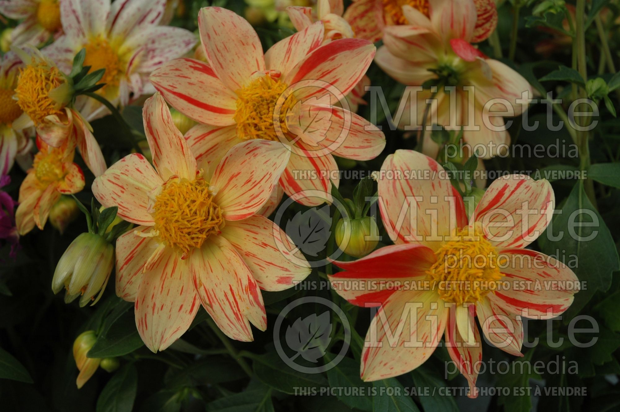 Dahlia Fireworks Mix (Dahlia) 1