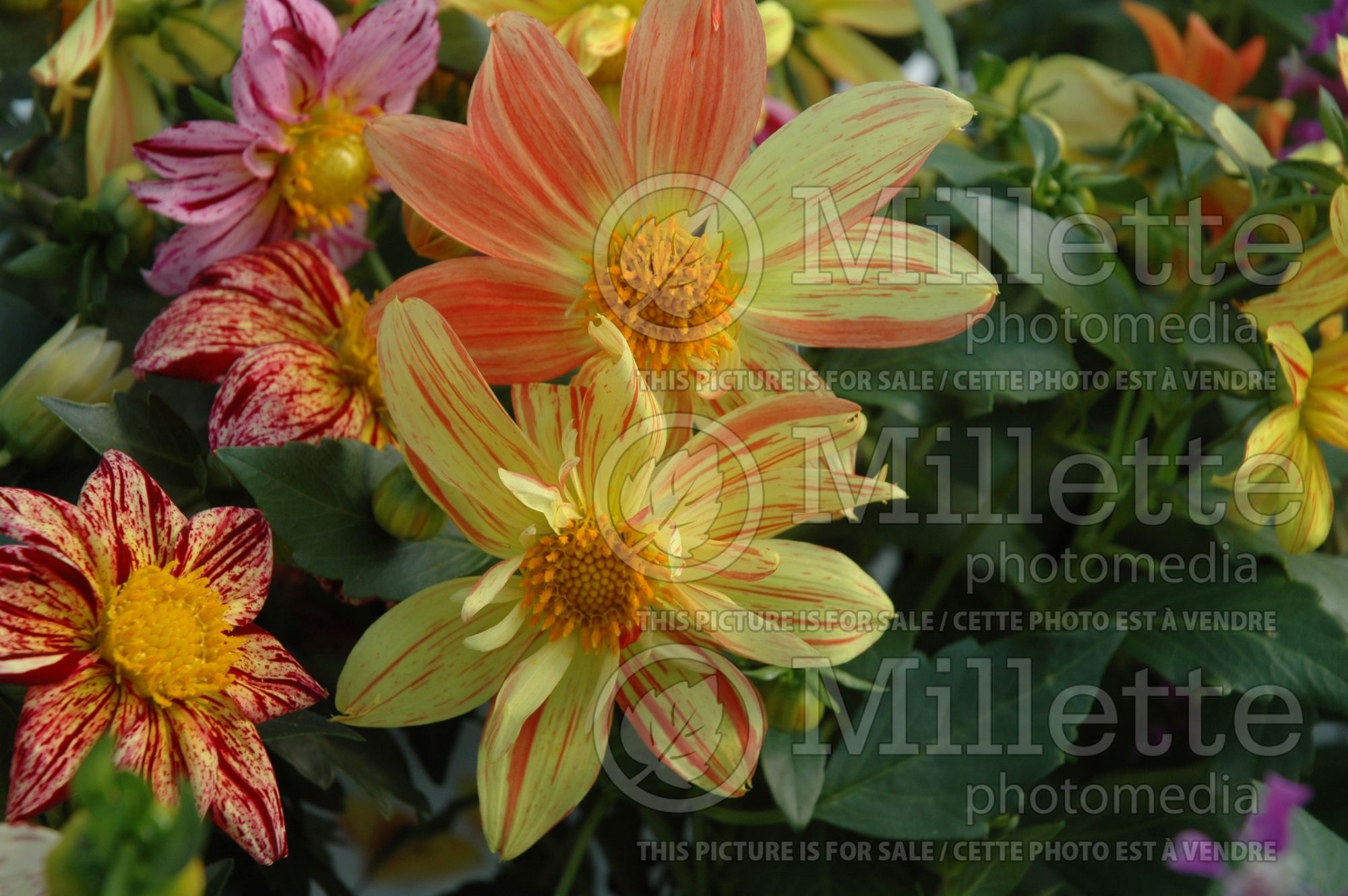 Dahlia Fireworks Mix (Dahlia) 2