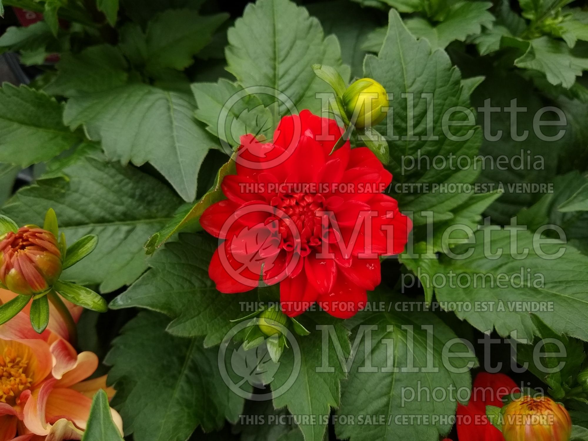 Dahlia Gallery Rivera (decorative dahlia) 1