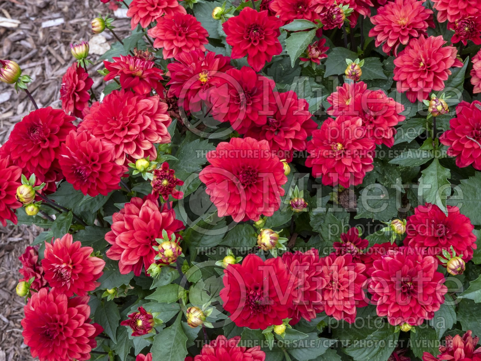 Dahlia Gallery Singer (dahlia) 3