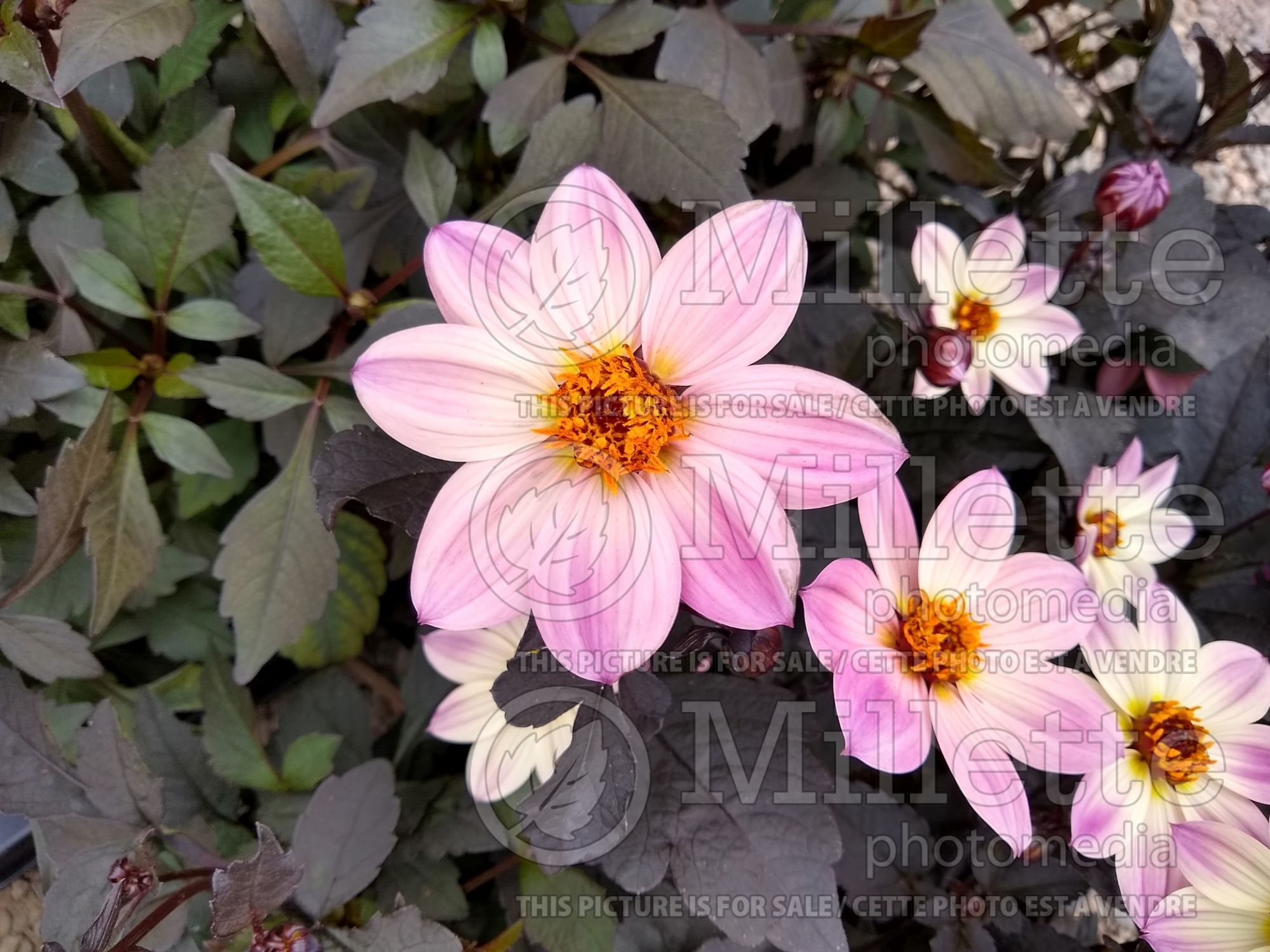 Dahlia Happy Days Pink (Dahlia) 1
