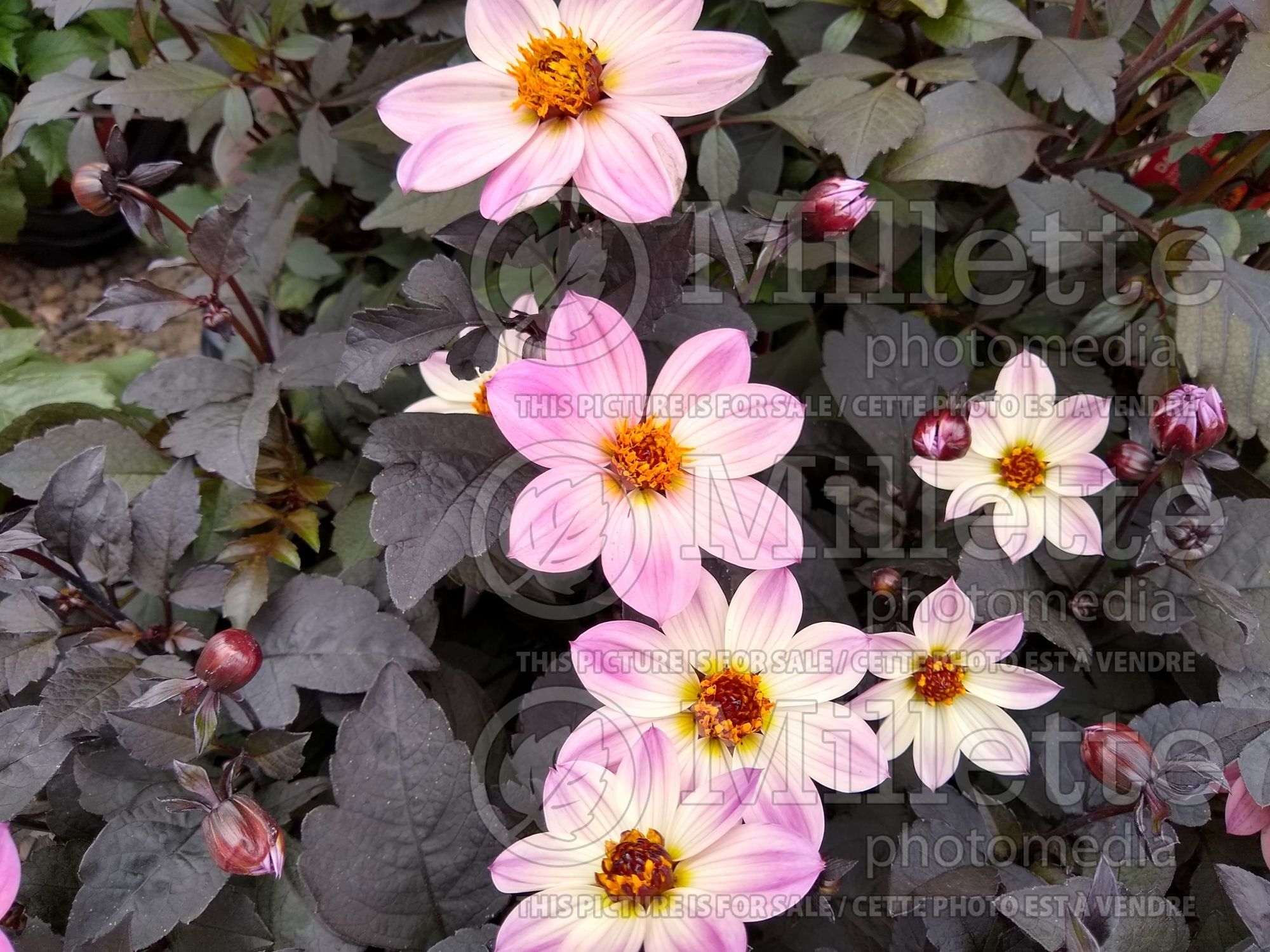 Dahlia Happy Days Pink (Dahlia) 2