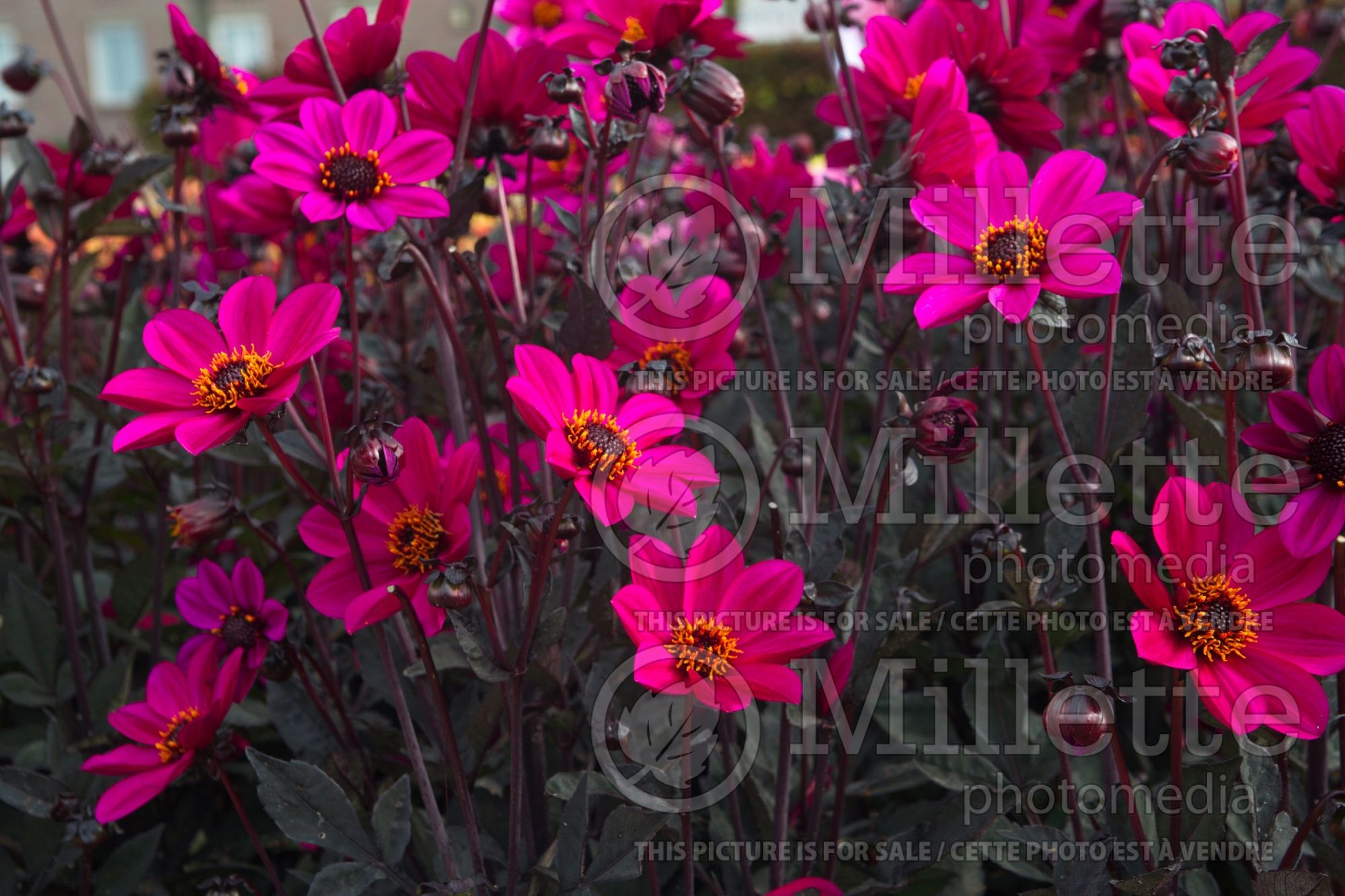 Dahlia Happy Days Purple (Dahlia) 1