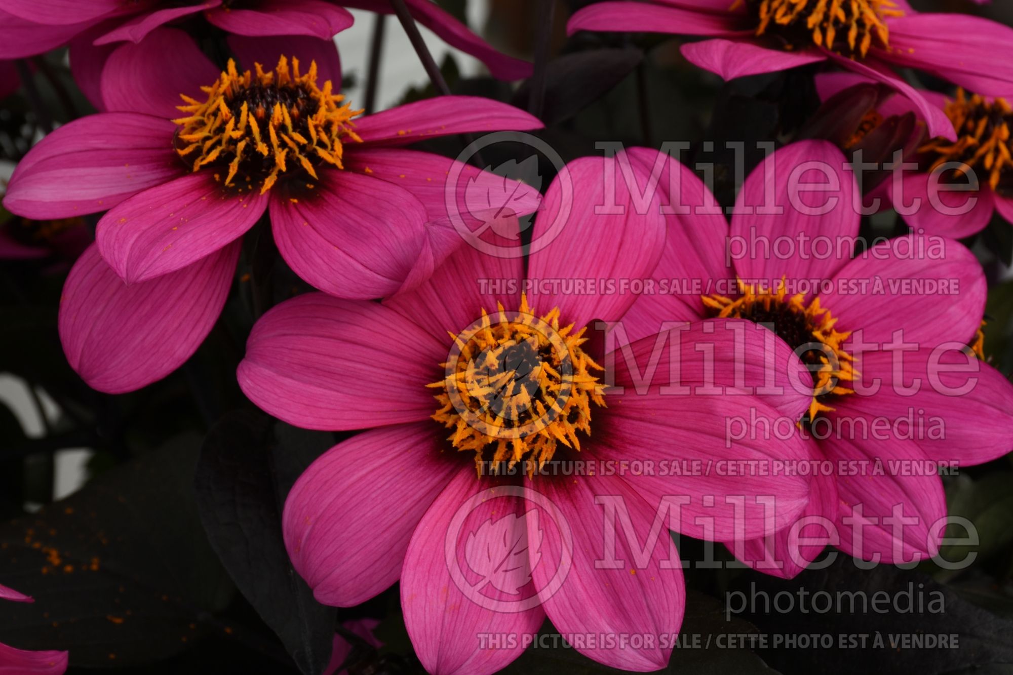 Dahlia Happy Days Purple (Dahlia) 2