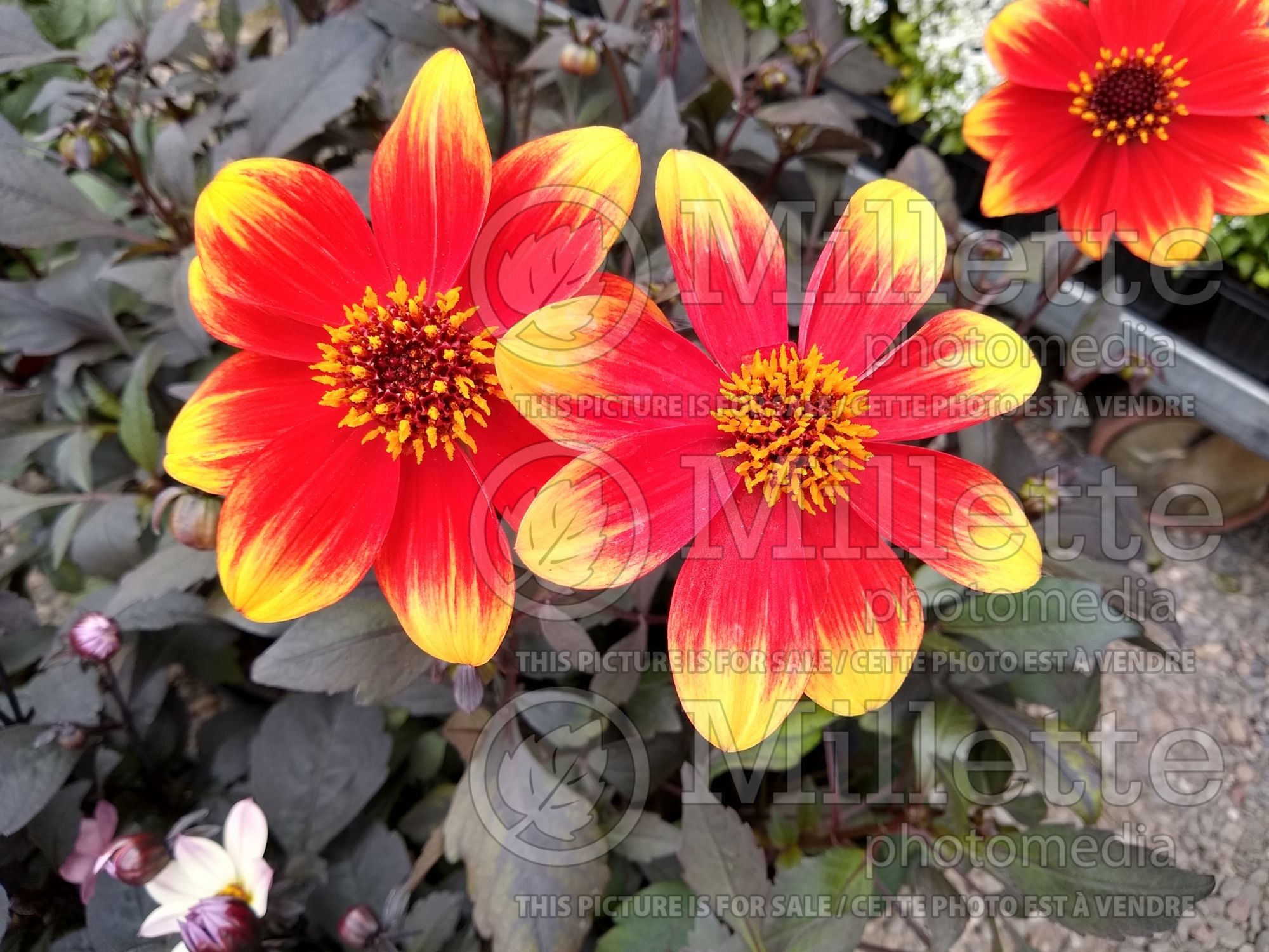Dahlia Happy Days Red-Yellow Bicolour (Dahlia) 1