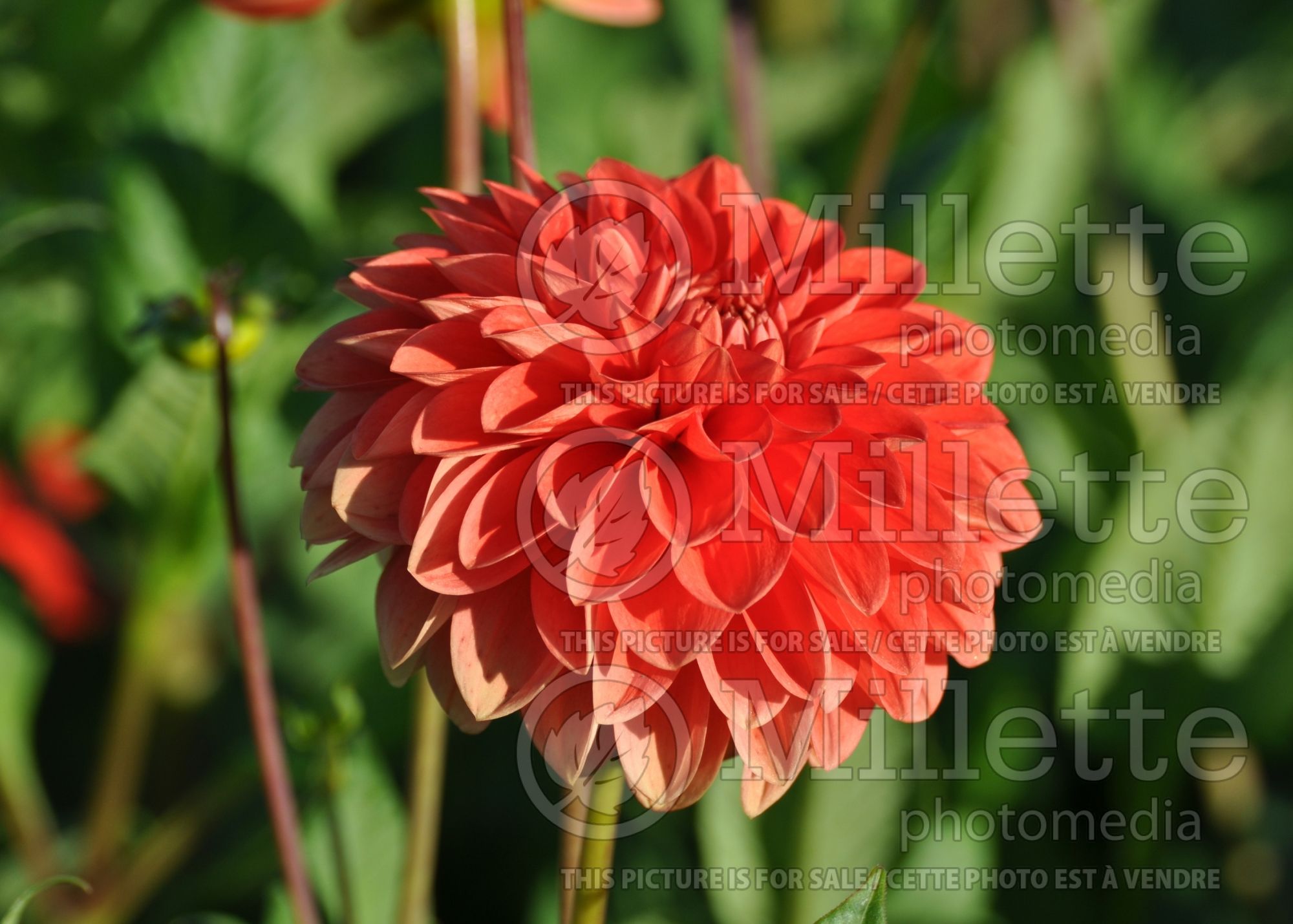 Dahlia Happy Halloween (decorative Dahlia) 1