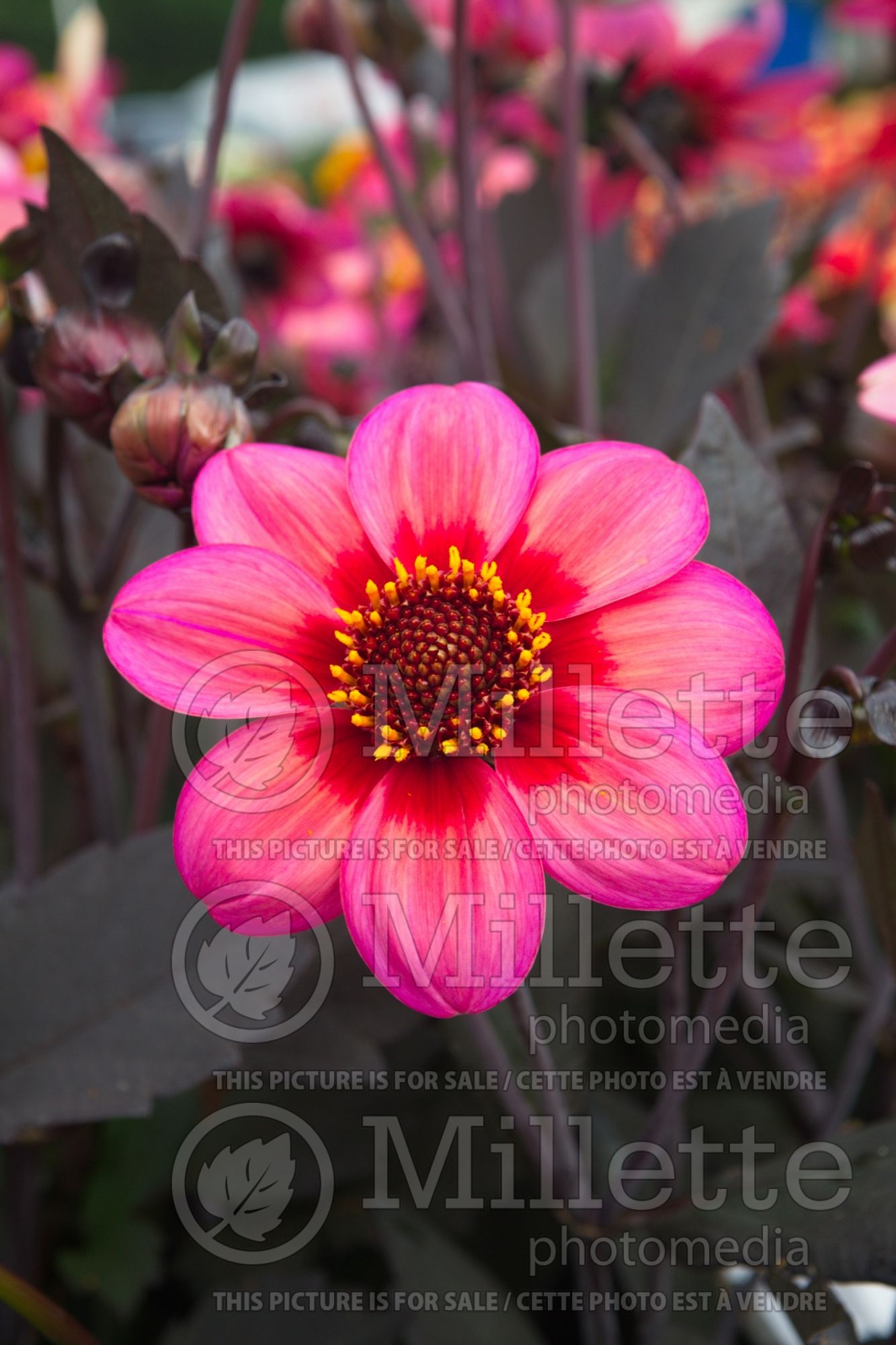 Dahlia Impression Fabula (Dahlia) 1