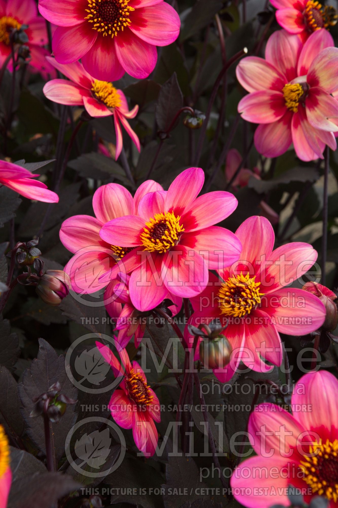 Dahlia Impression Fabula (Dahlia) 2