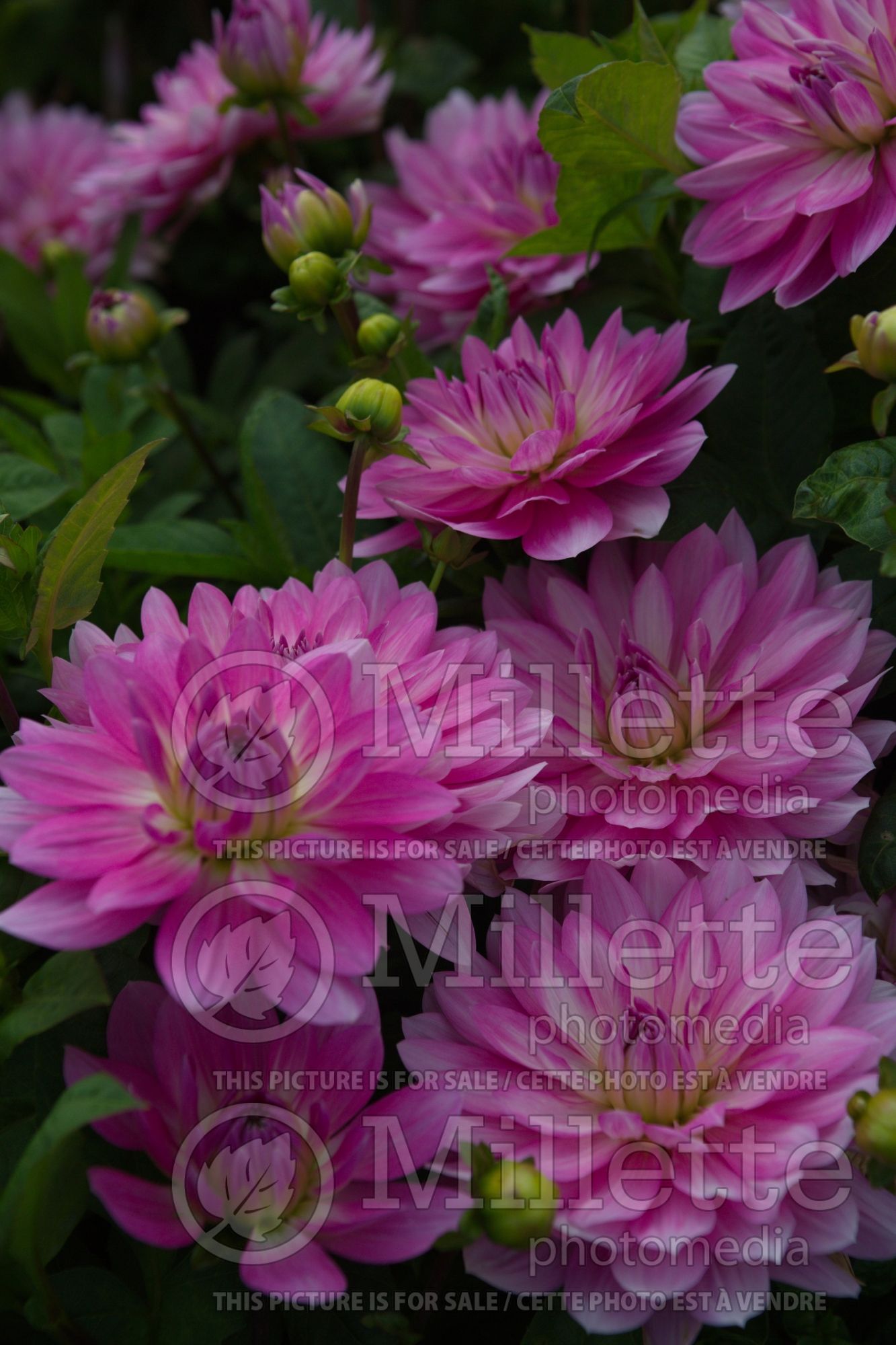Dahlia Impression Fantastico (colarette dahlia) 3