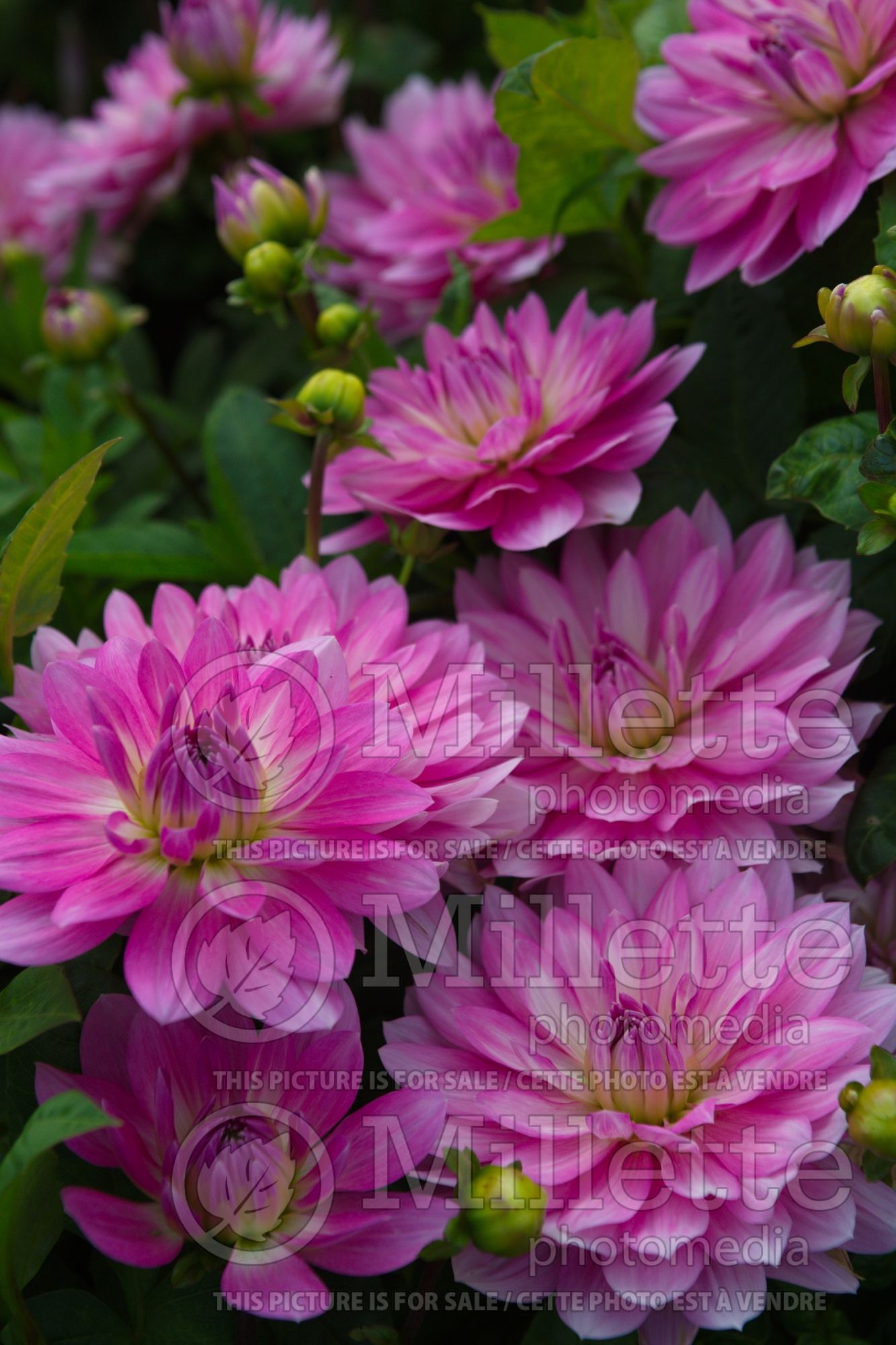 Dahlia Impression Fantastico (colarette dahlia) 4