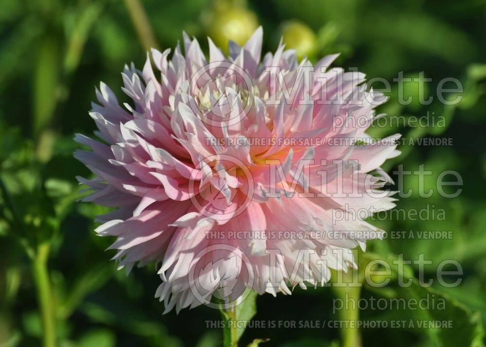 Dahlia Just Married (Fimbriated-Laciniated dahlia) 2