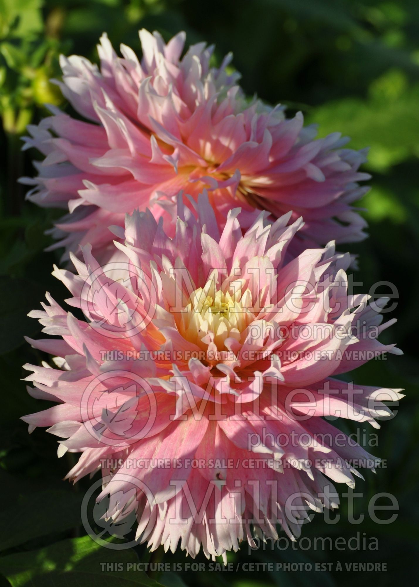 Dahlia Just Married (Fimbriated-Laciniated dahlia) 1