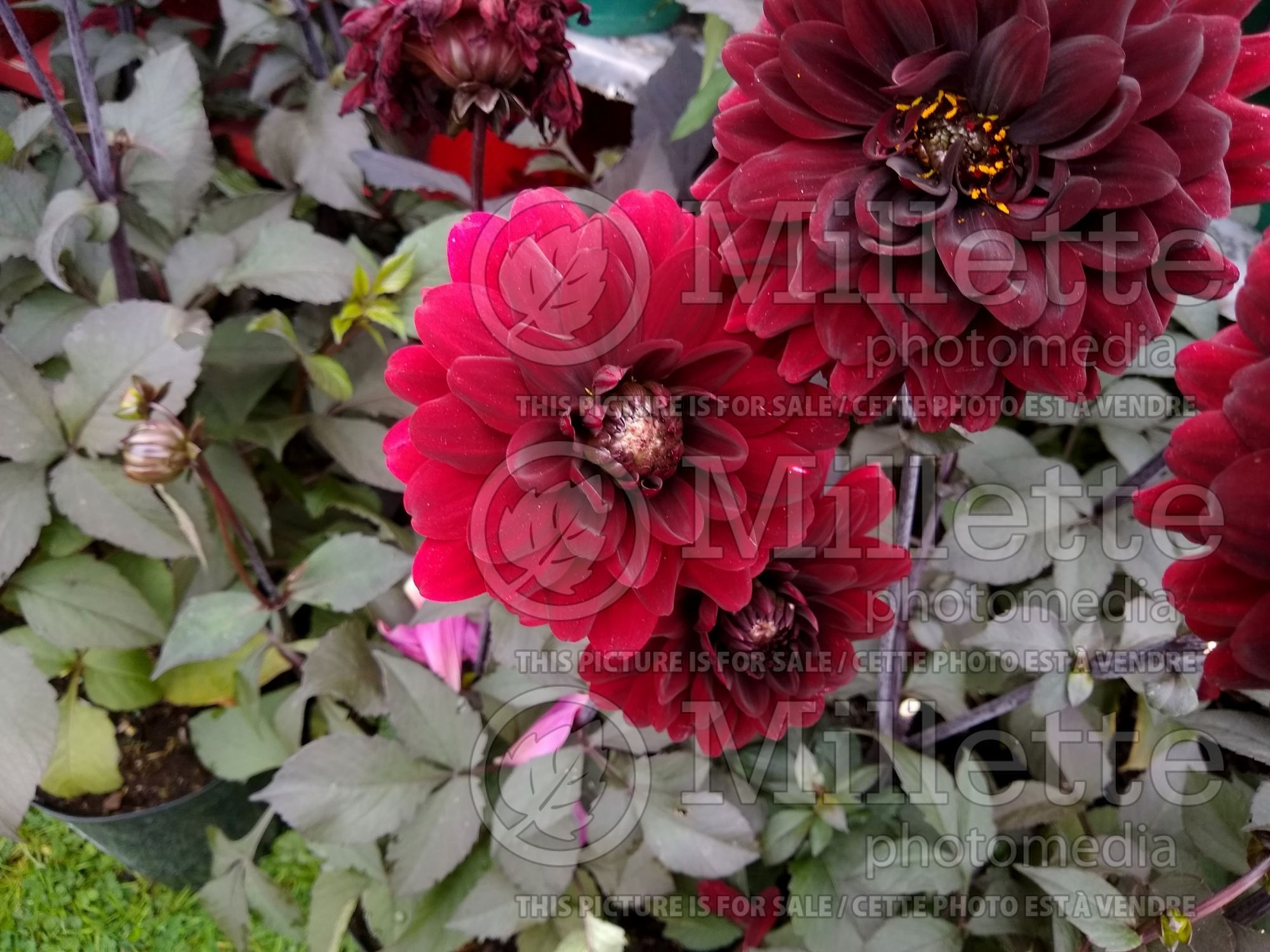 Dahlia Karma Chocolate aka Karma Choc (Dahlia) 1