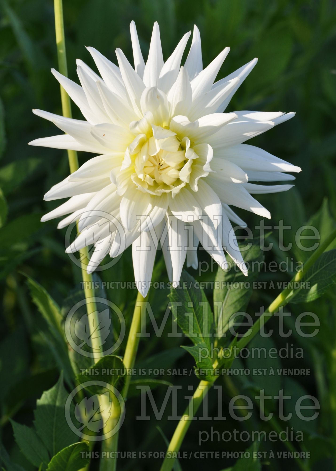 Dahlia Mount Tacoma (Dahlia) 2