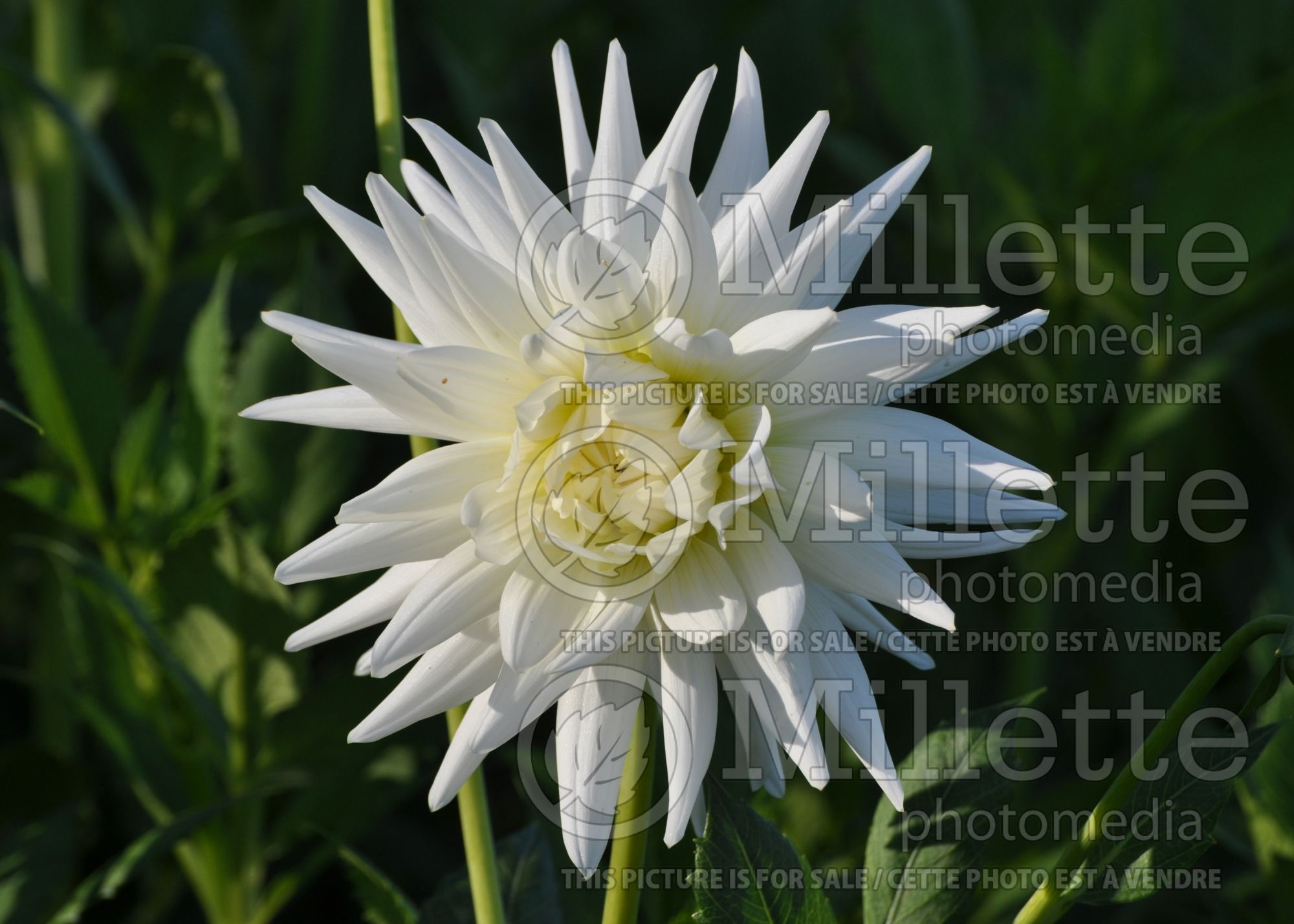 Dahlia Mount Tacoma (Dahlia) 1