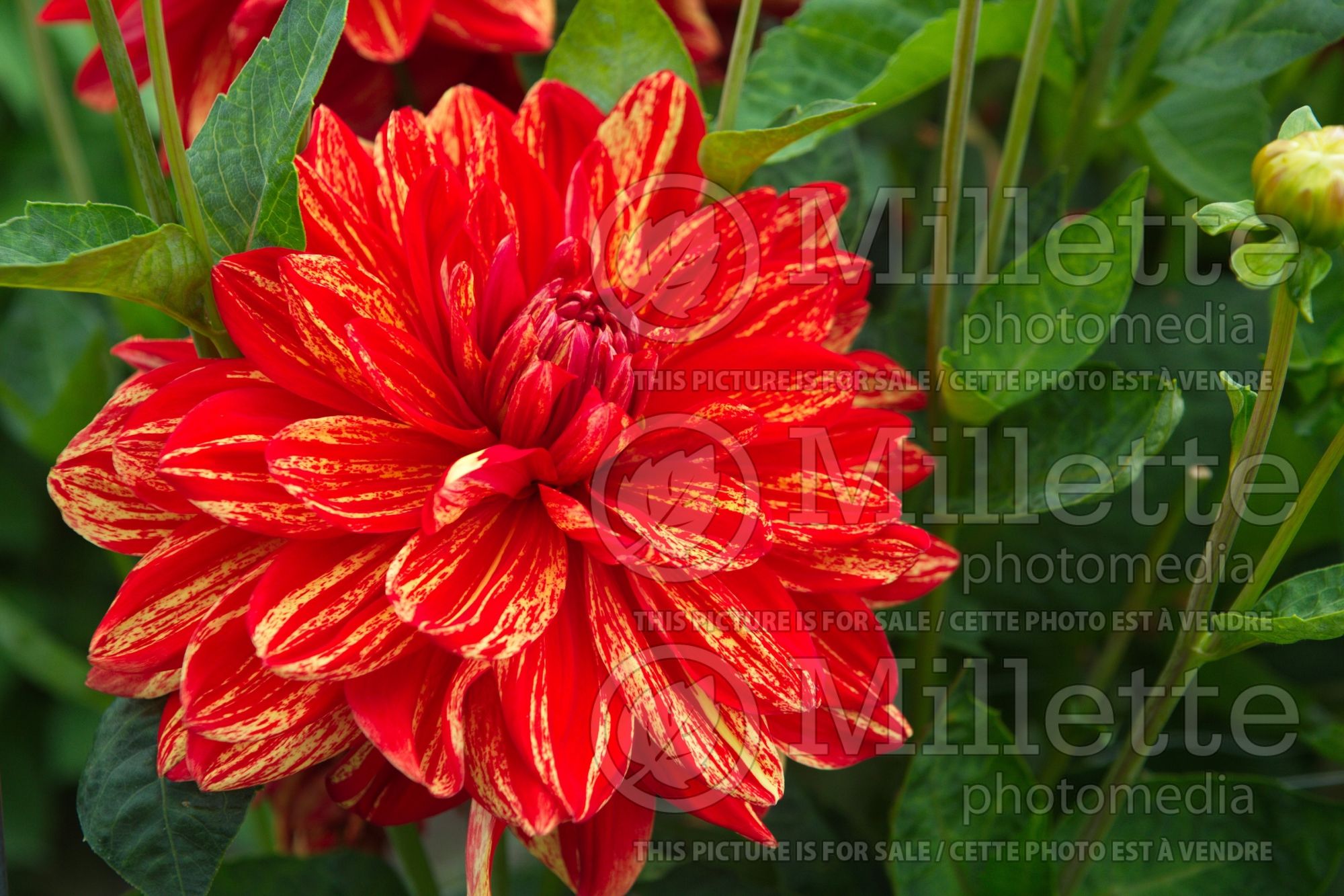 Dahlia Neo (Dahlia) 1