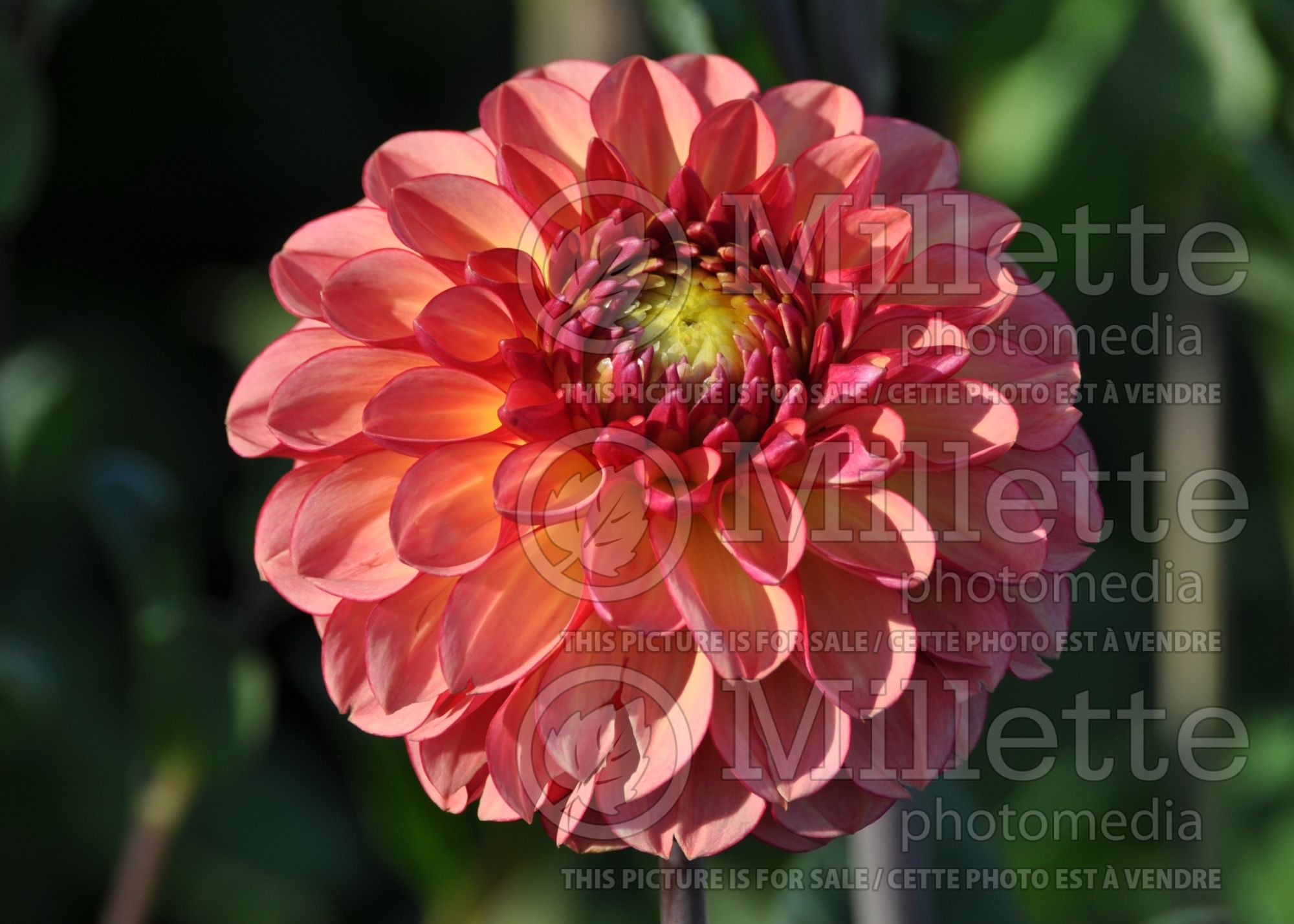 Dahlia Pink Silk (Dahlia) 1