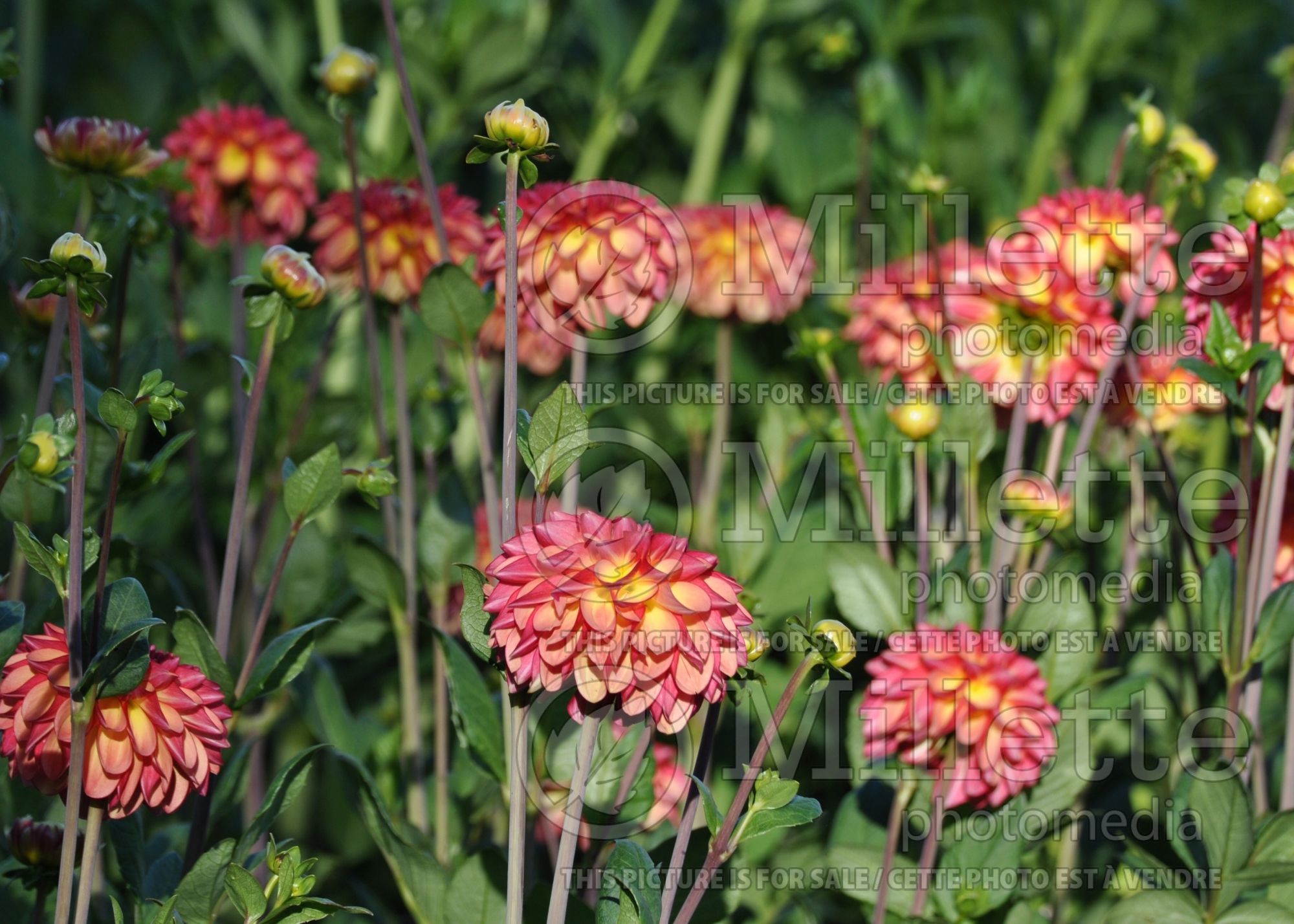 Dahlia Pink Silk (Dahlia) 2