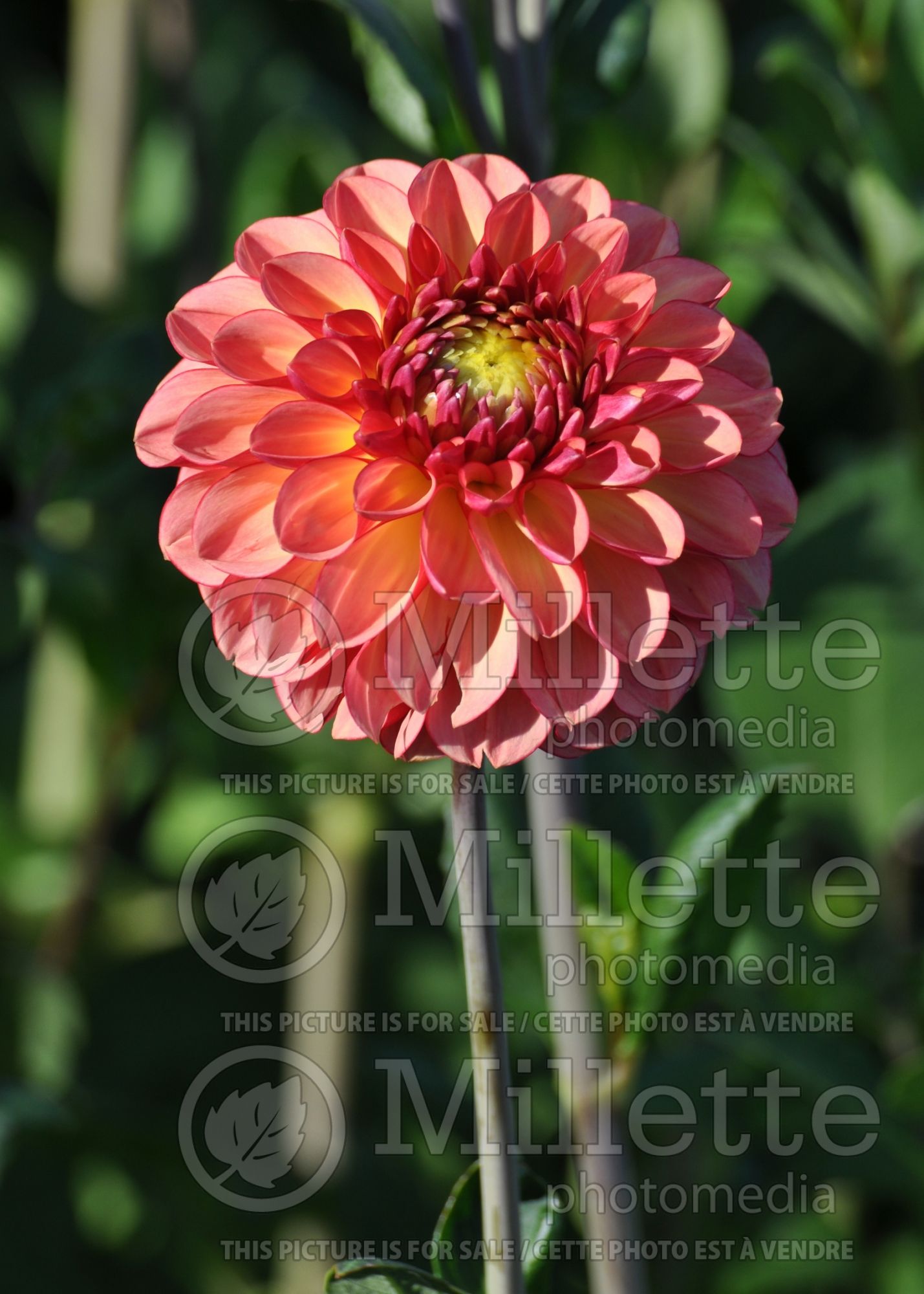 Dahlia Pink Silk (Dahlia) 3