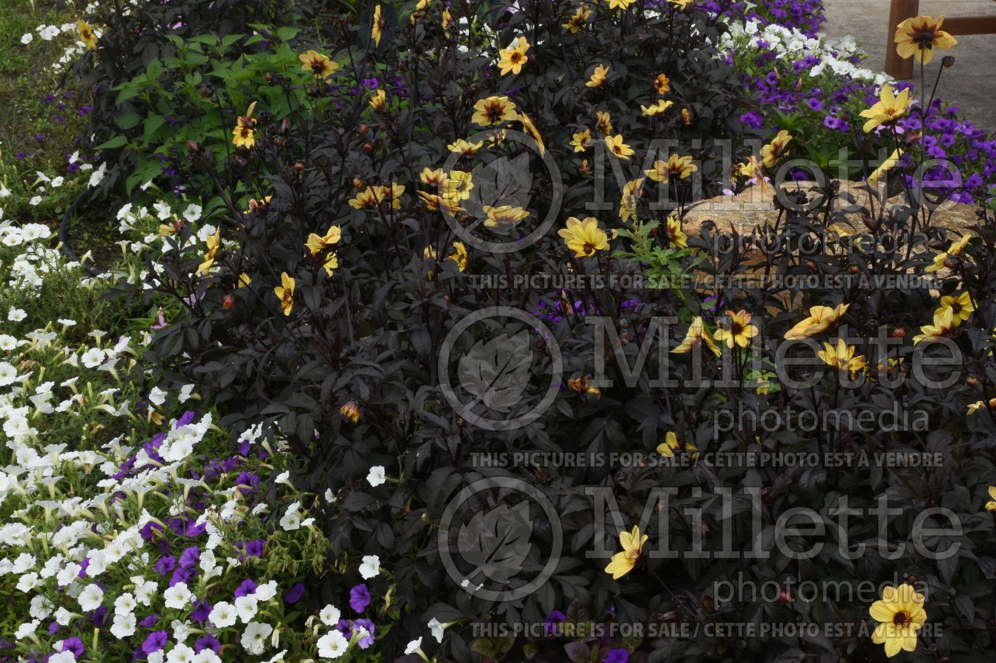 Dahlia Mystic Illusion Knockout (Dahlia) 1
