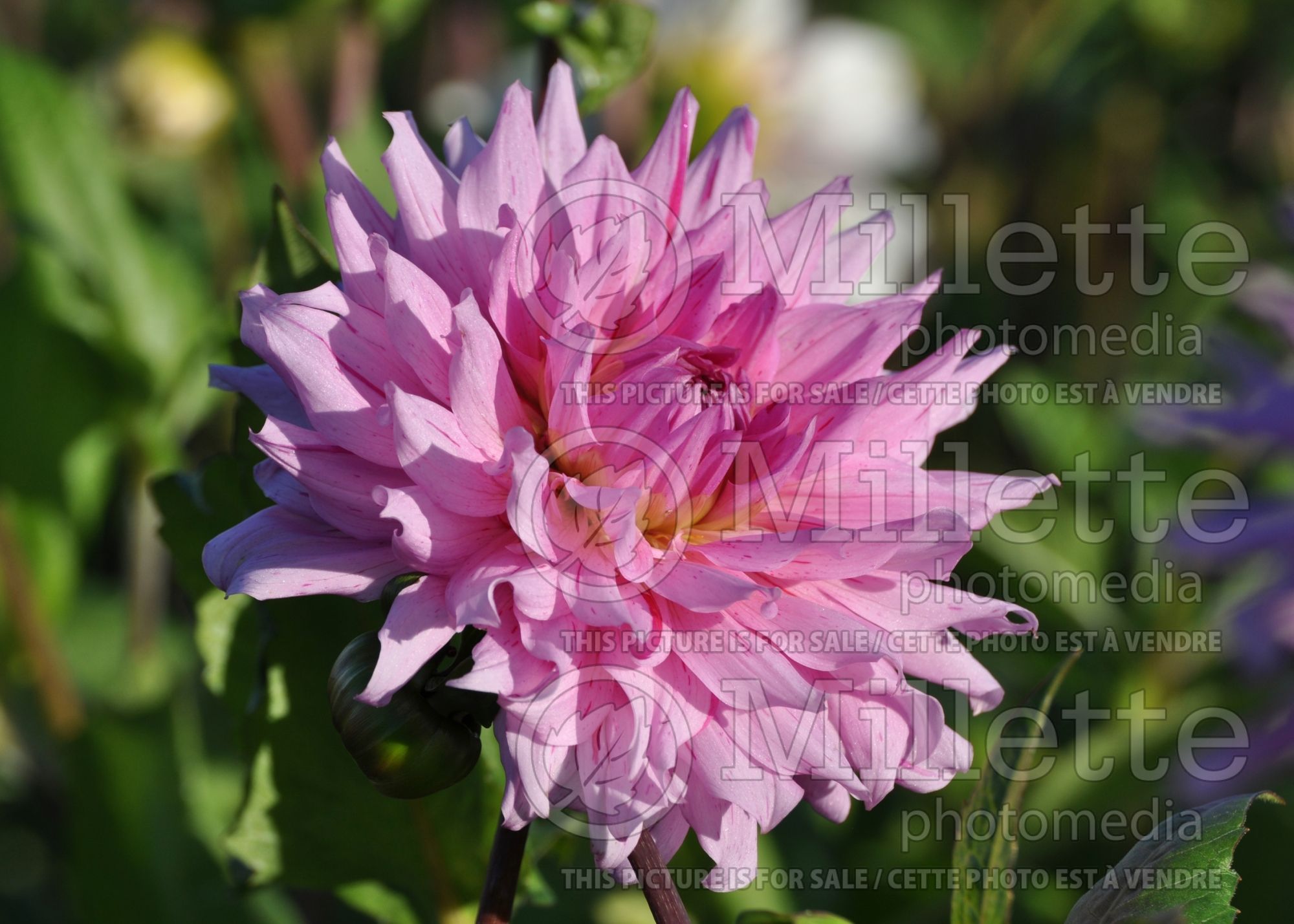 Dahlia Radegast (decorative Dahlia) 1