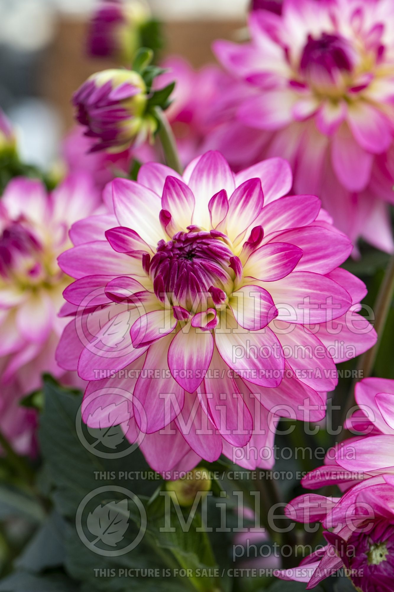Dahlia Sincerity (Dahlia) 2