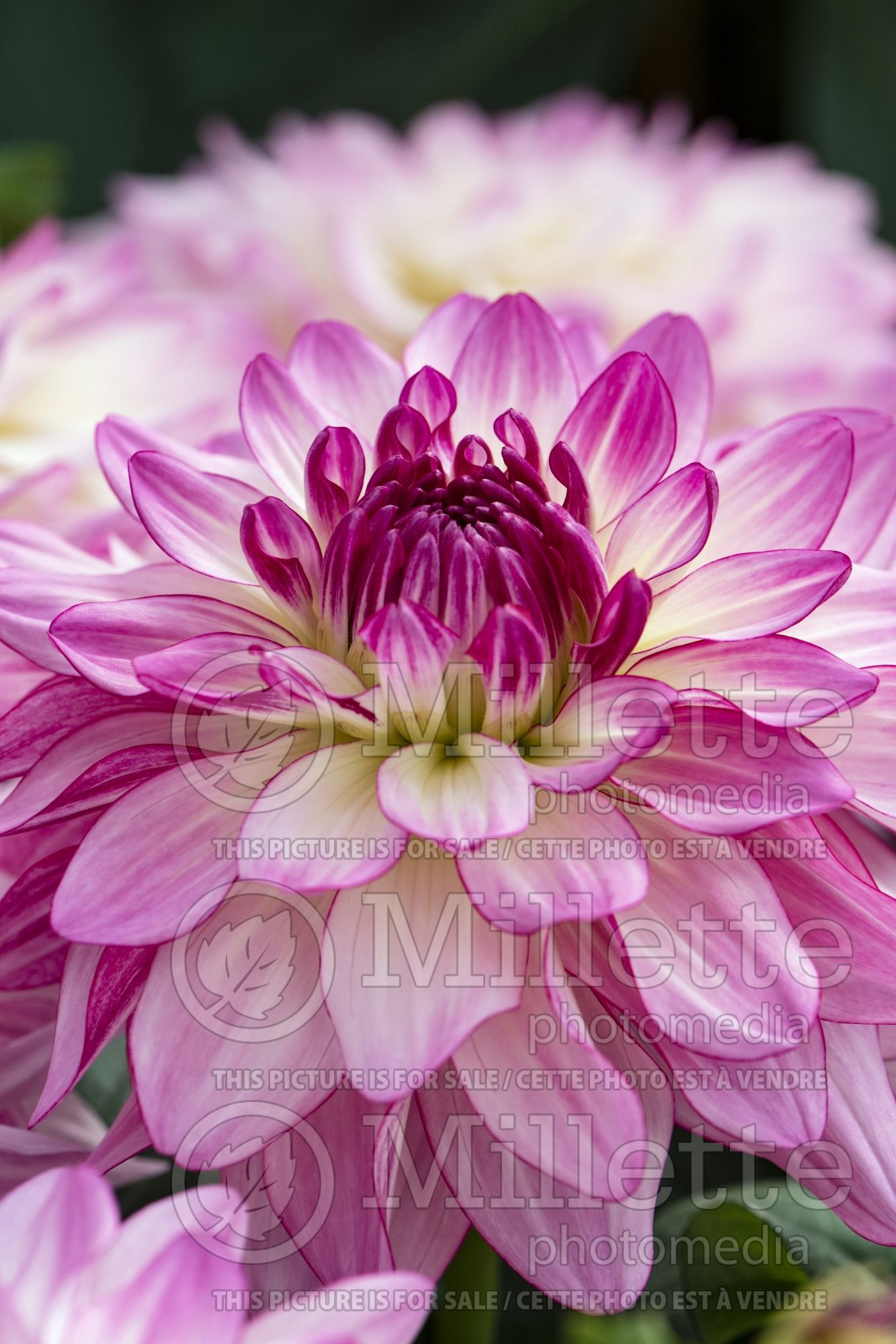 Dahlia Sincerity (Dahlia) 1