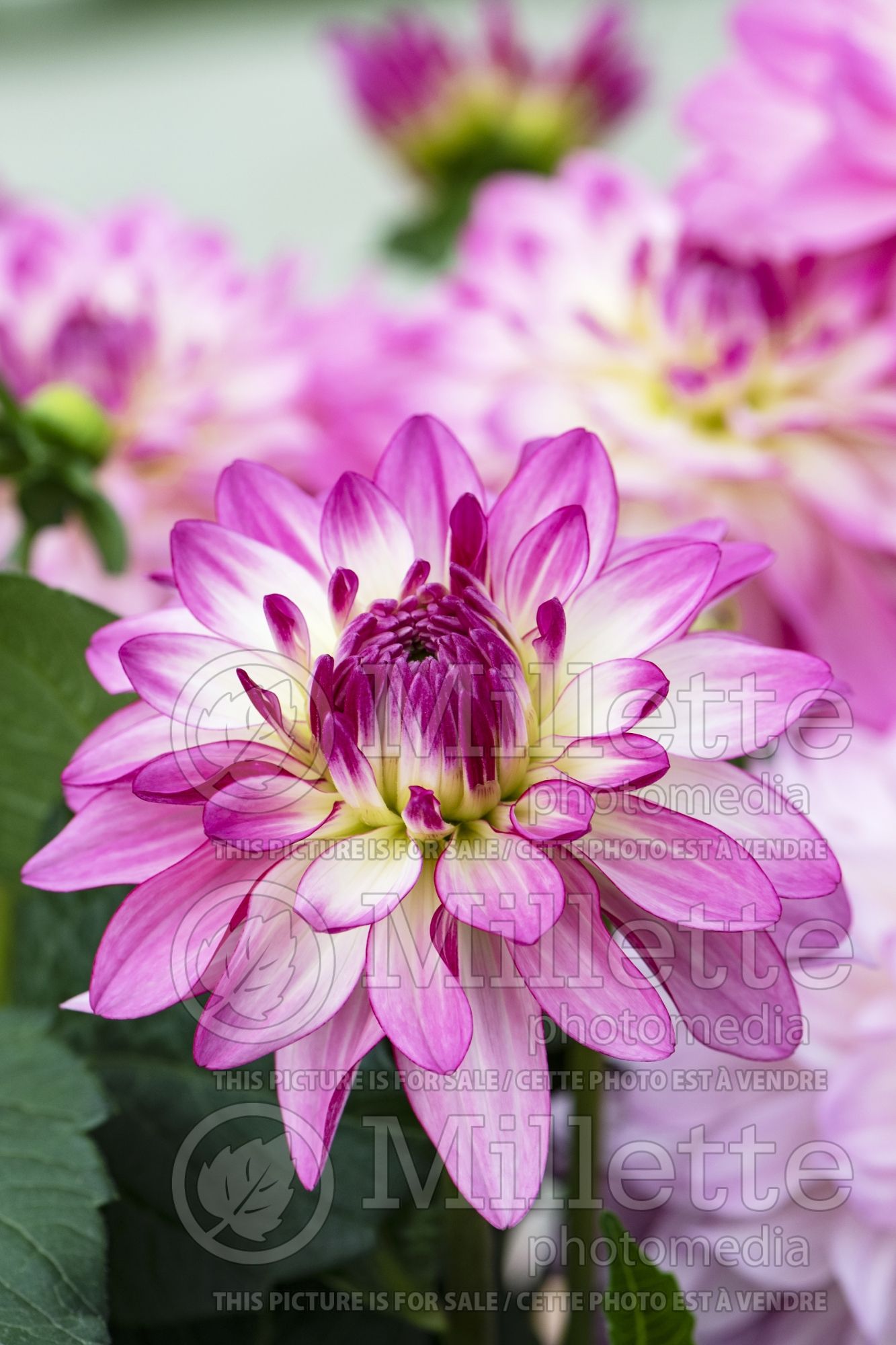Dahlia Sincerity (Dahlia) 3