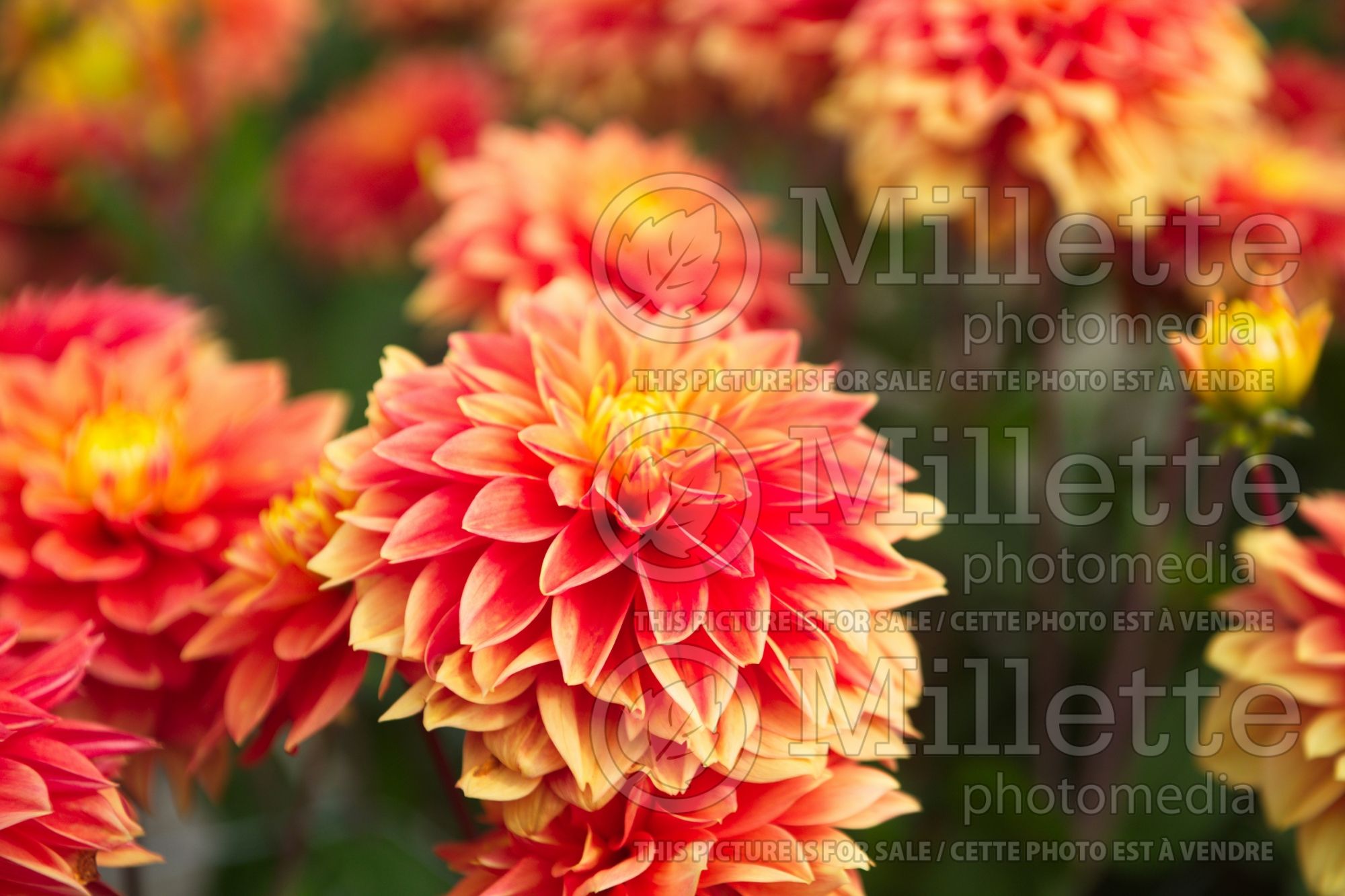 Dahlia Sunset Tropical (Decorative Dahlia) 1