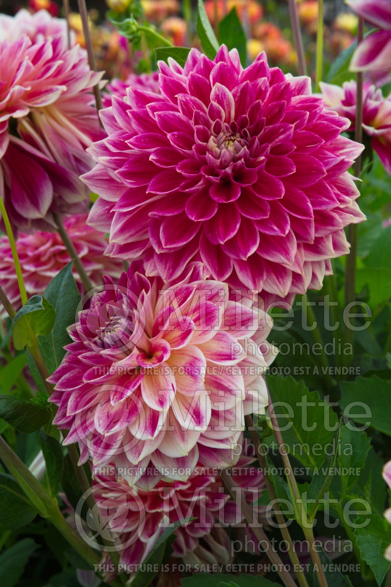 Dahlia Temple of Beauty (Dahlia) 1
