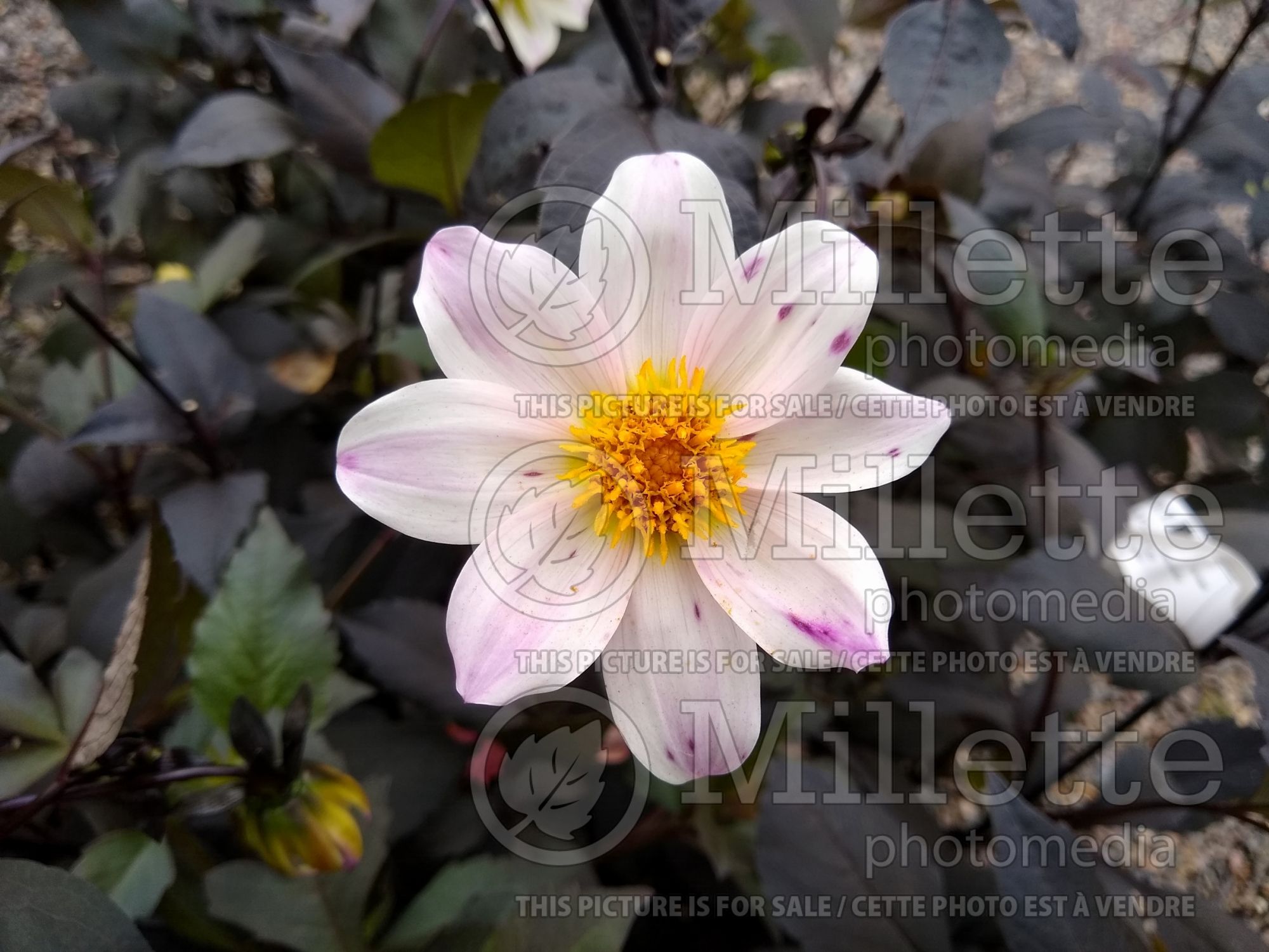 Dahlia Twyning's After Eight (dahlia) 1