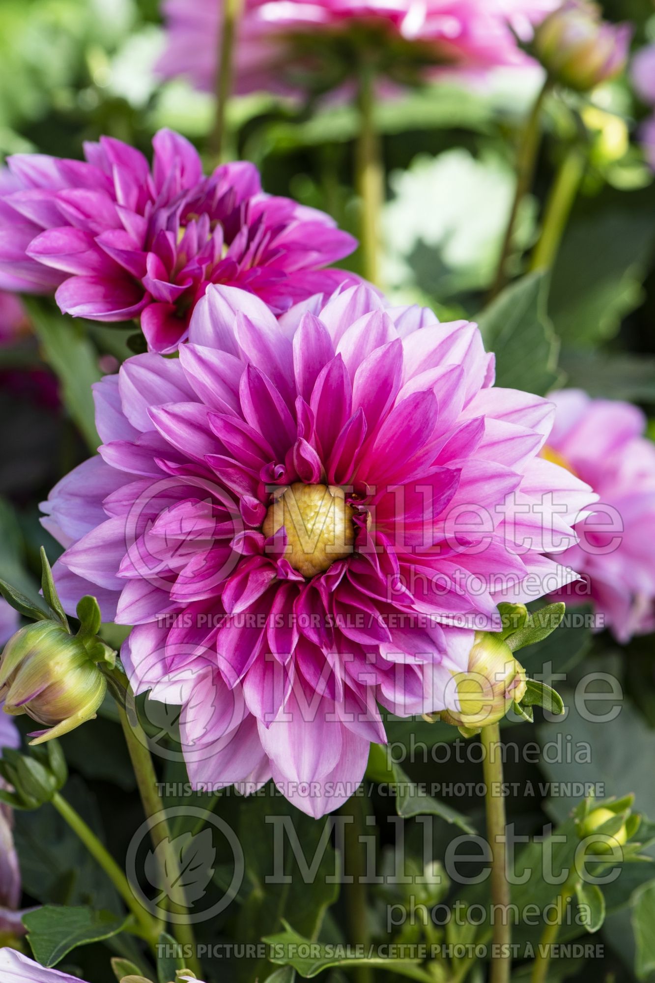 Dahlia Venti Light Rose (dahlia) 1