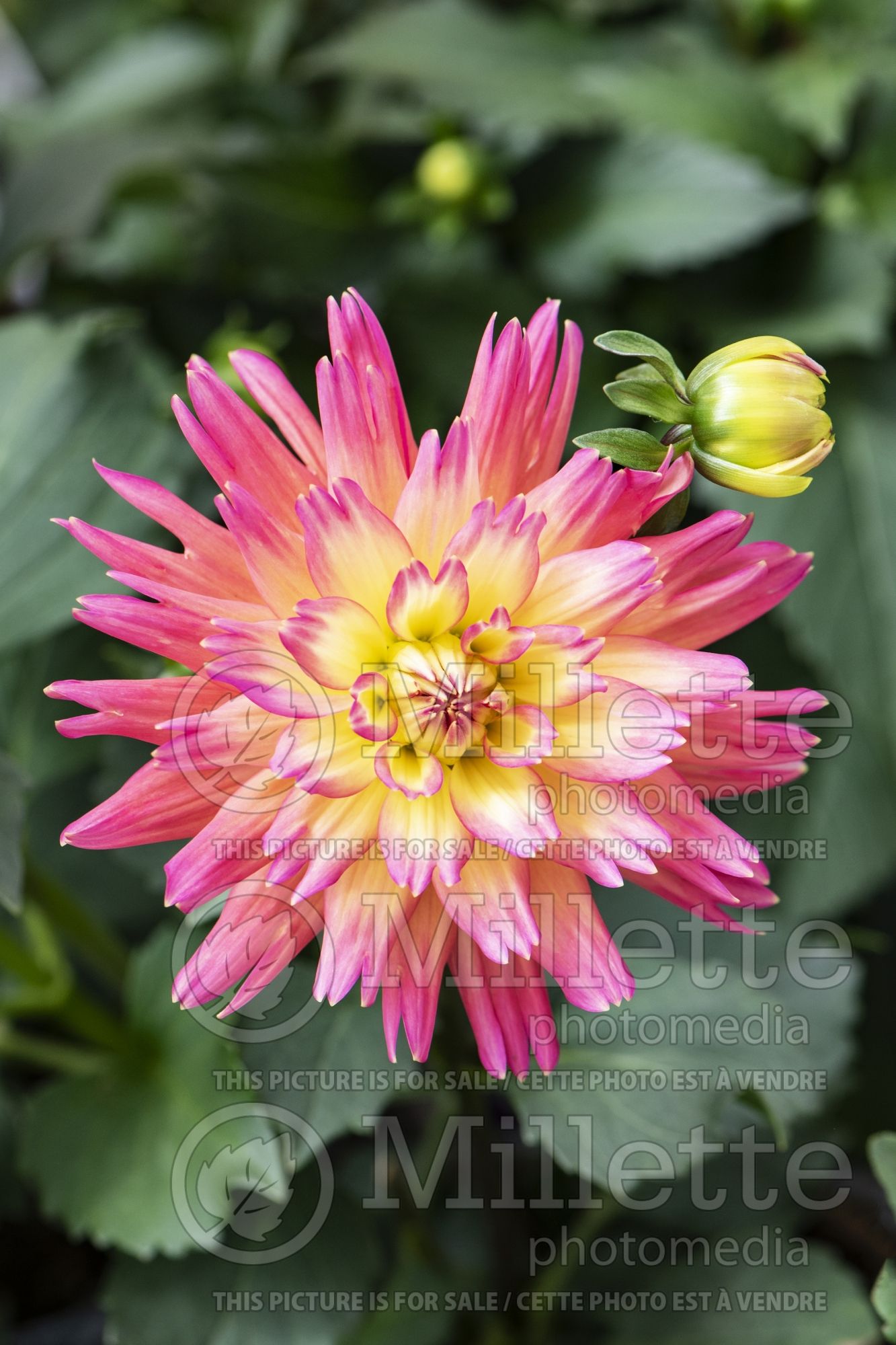 Dahlia XXL Sunset (decorative dahlia) 1