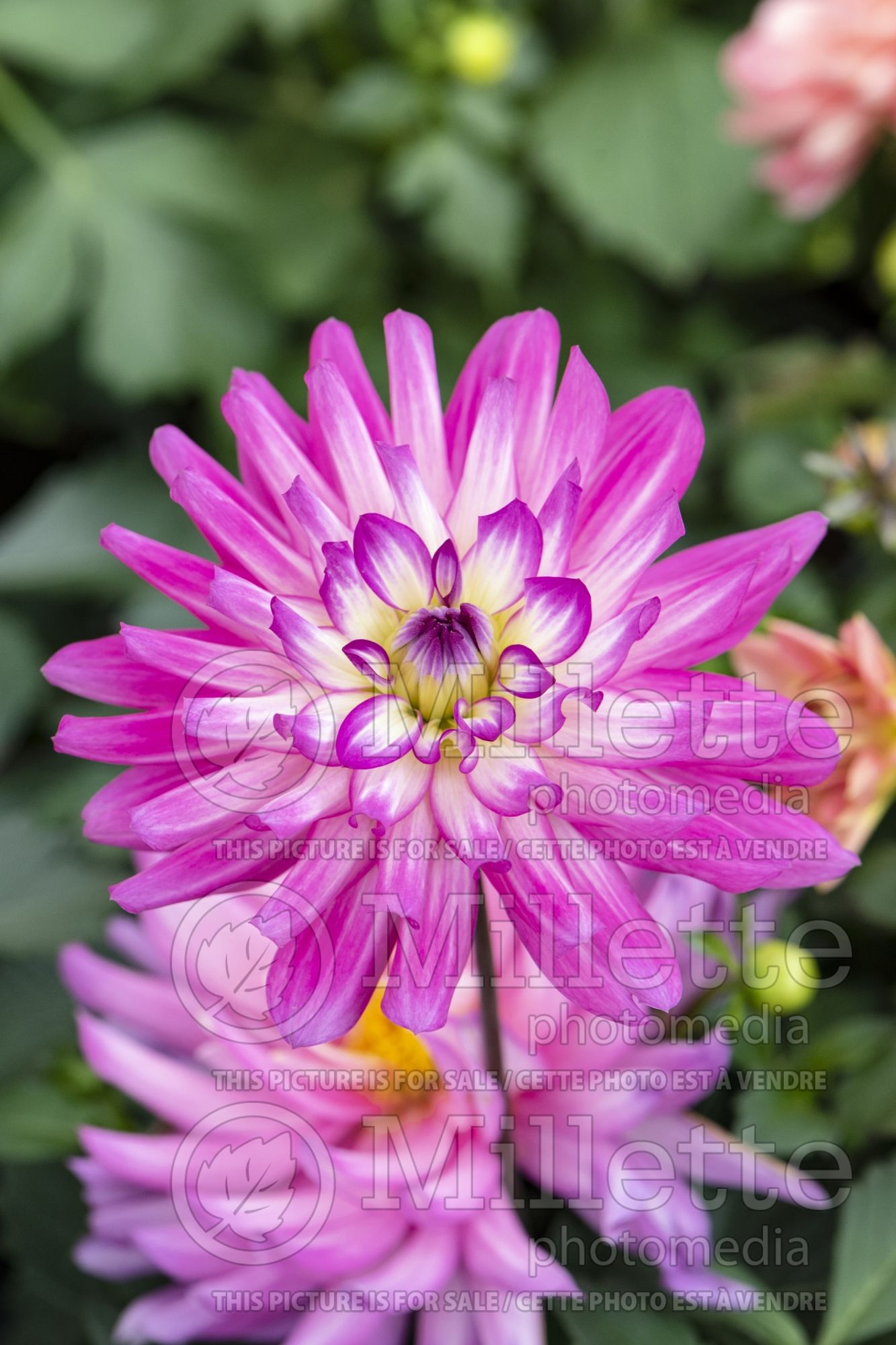Dahlia XXL Aztec Veracruz (Decorative Dahlia) 2