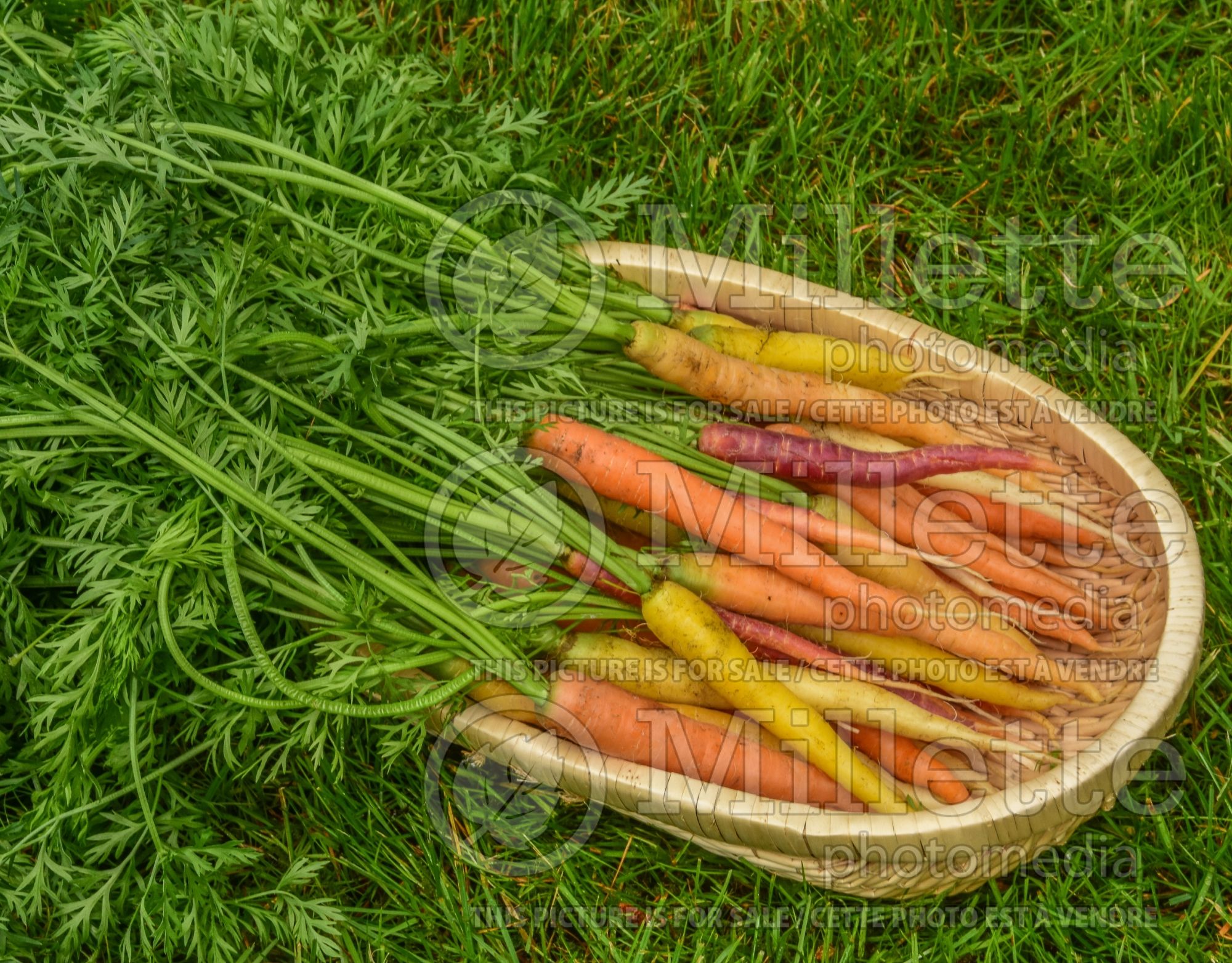 Daucus carota (Carrot vegetables) 14