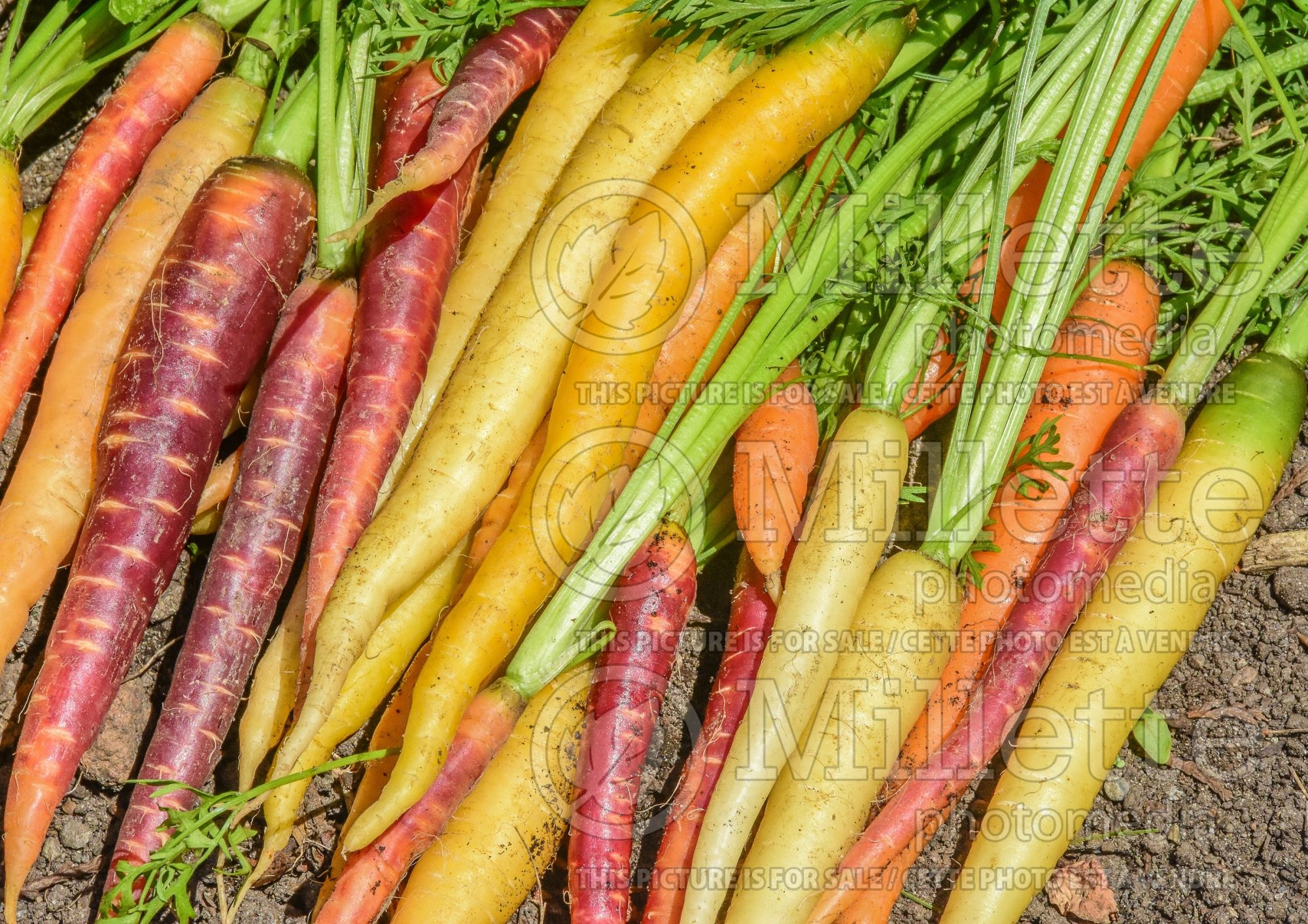 Daucus carota (Carrot vegetables) 15