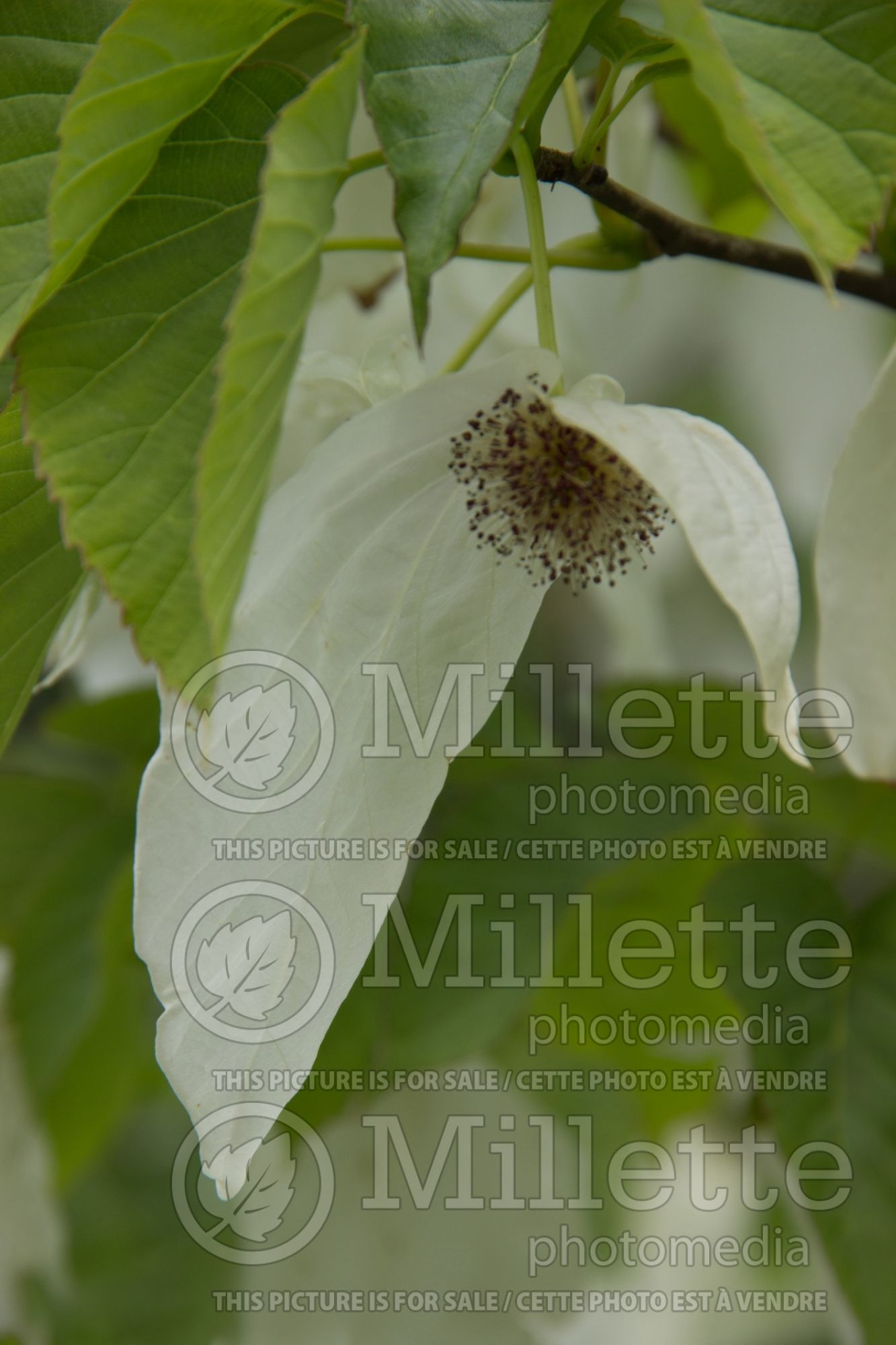 Davidia involucrata (dove tree) 5