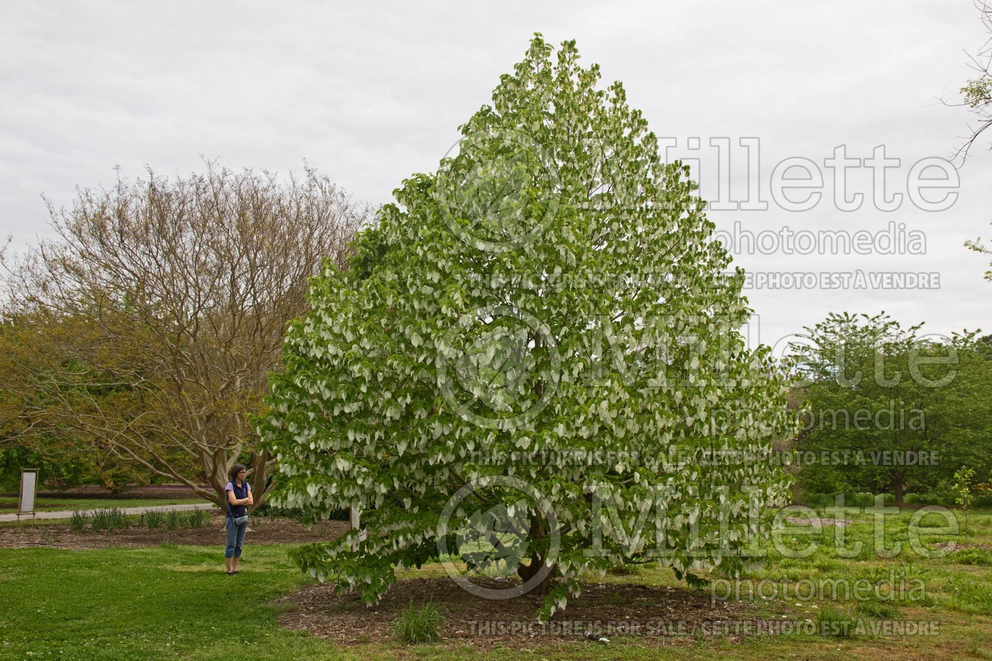 Davidia involucrata (dove tree) 1