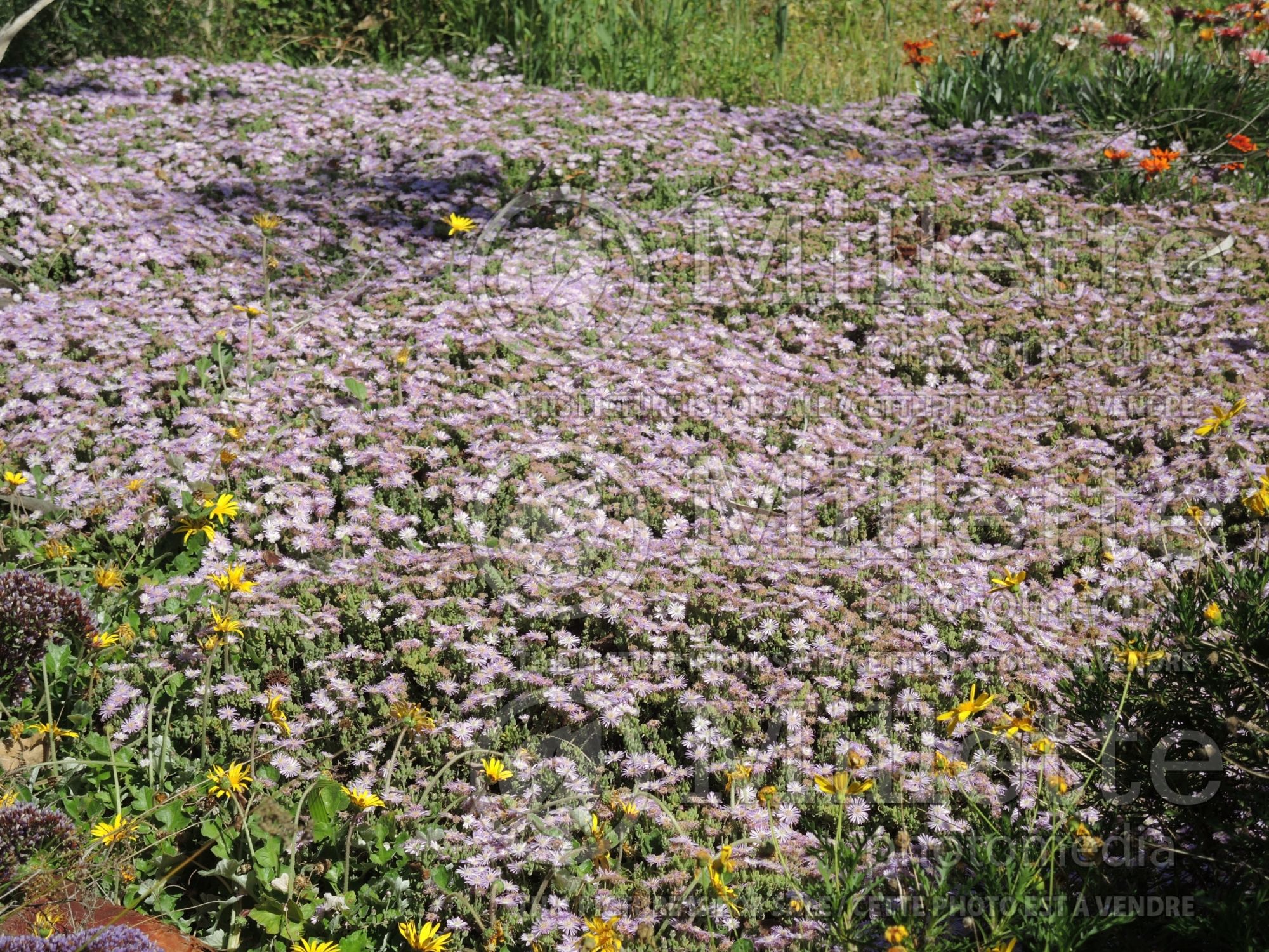 Delosperma Jewel of Desert Rosequartz (Iceplant) 1