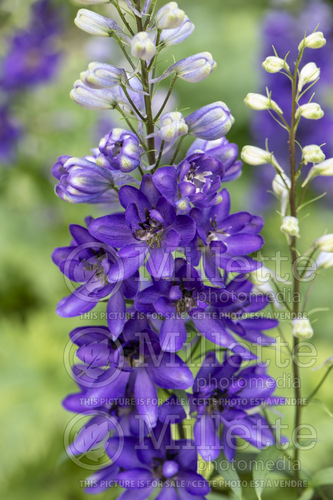 Delphinium Delphina Dark Blue Black Bee (Delphinium) 1