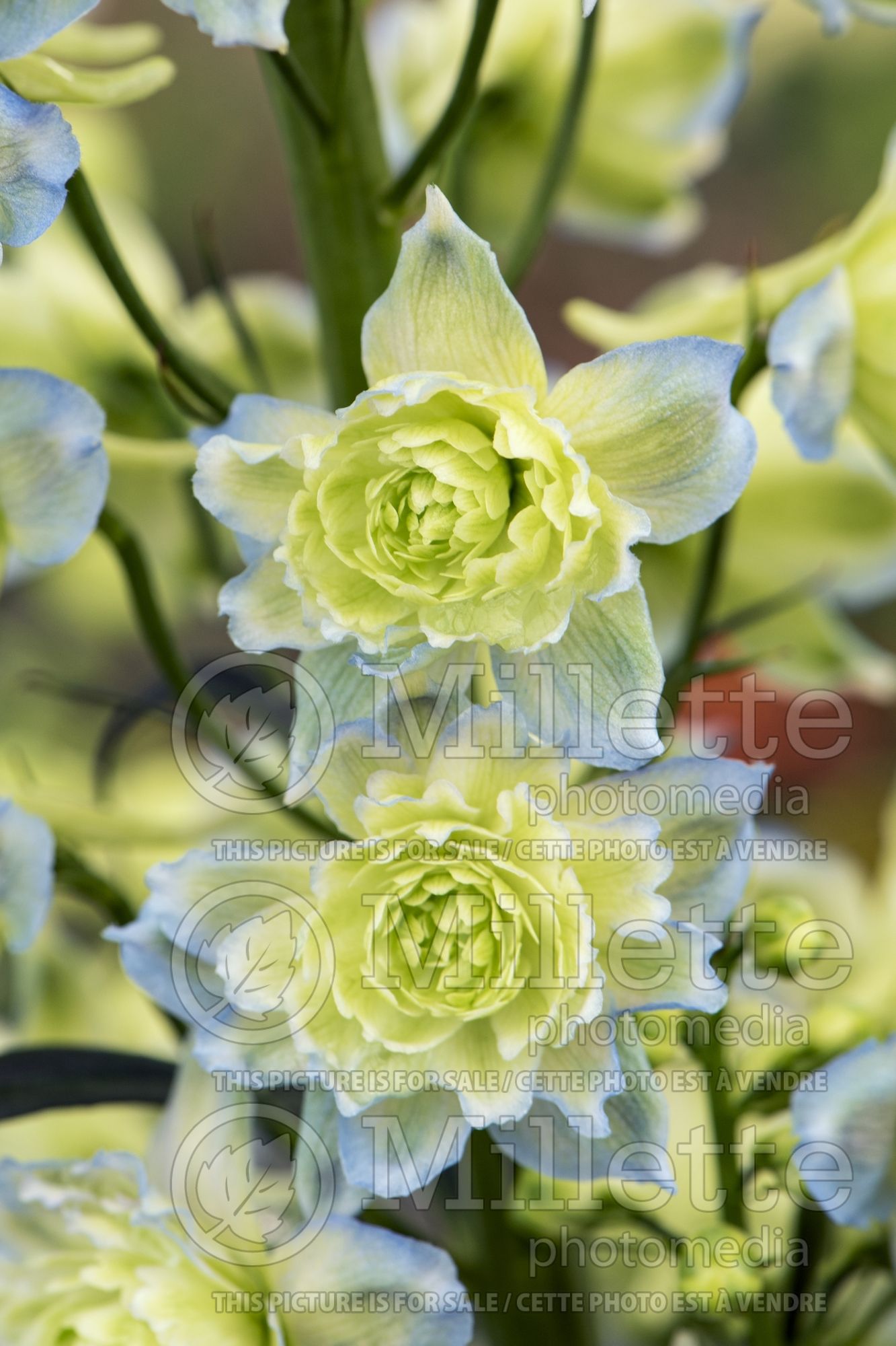 Delphinium Highlander Moonlight (Delphinium) 1
