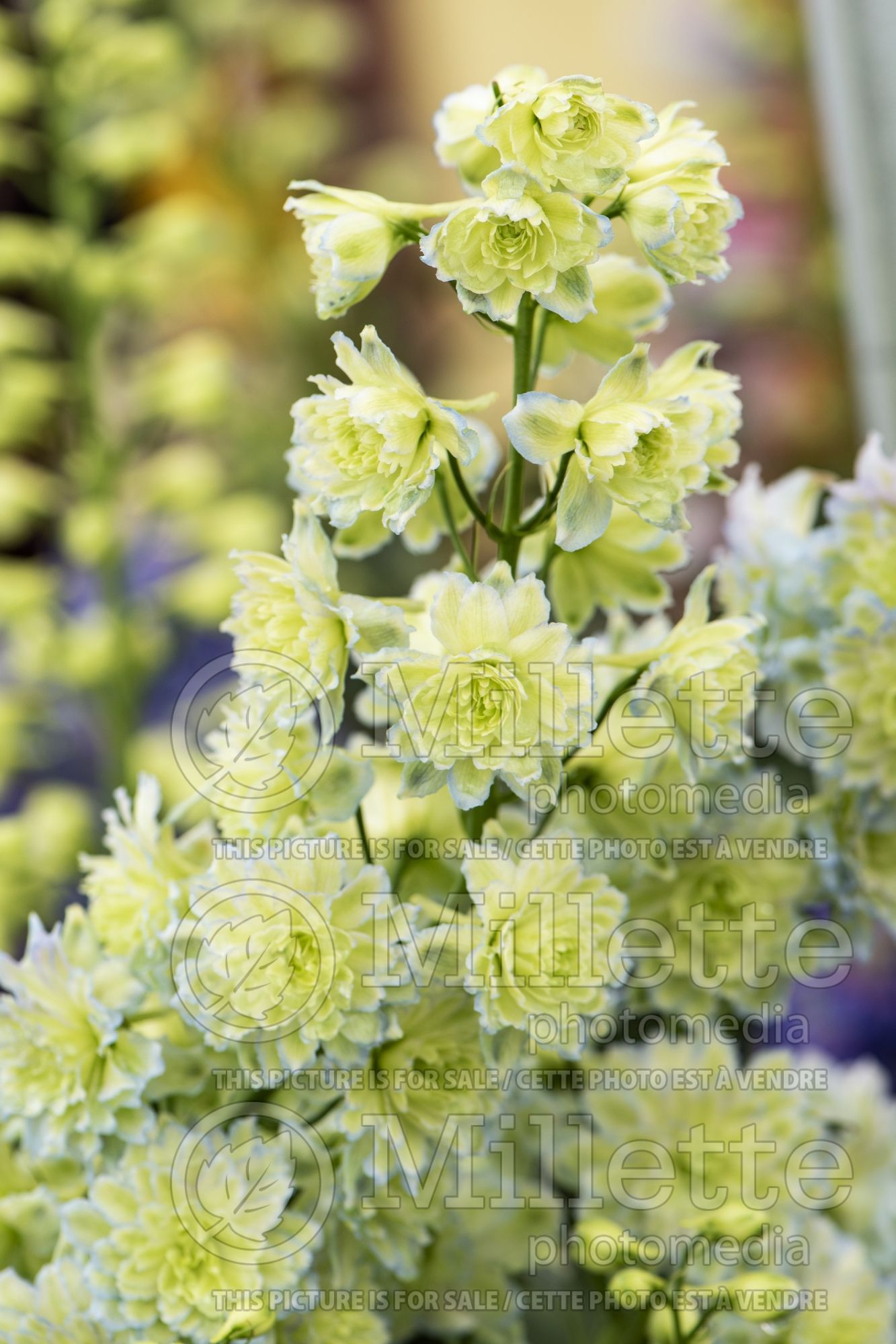 Delphinium Highlander Moonlight (Delphinium) 2