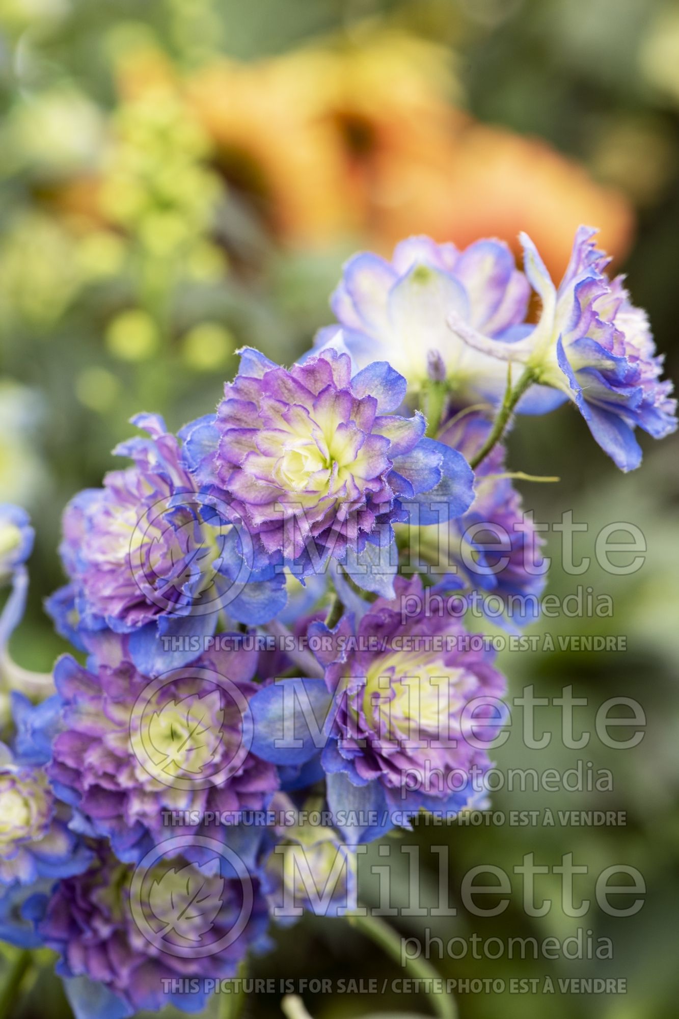 Delphinium Highlander Sweet Sensation (Delphinium) 1