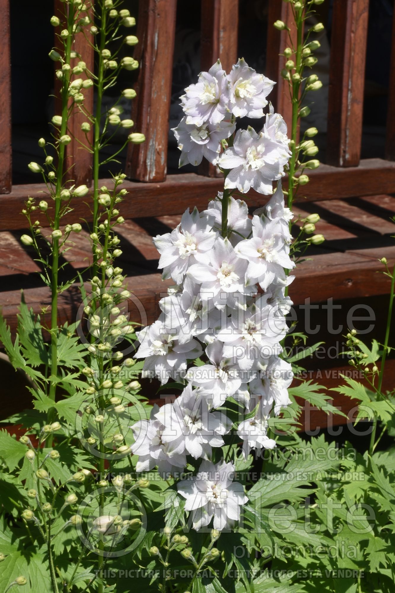 Delphinium Magic Fountains Cherry Blossom (Larkspur) 2
