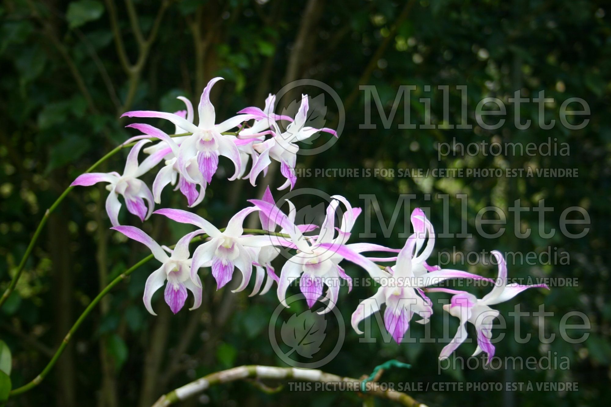 Dendrobium Caesar Giant (Orchid) 1