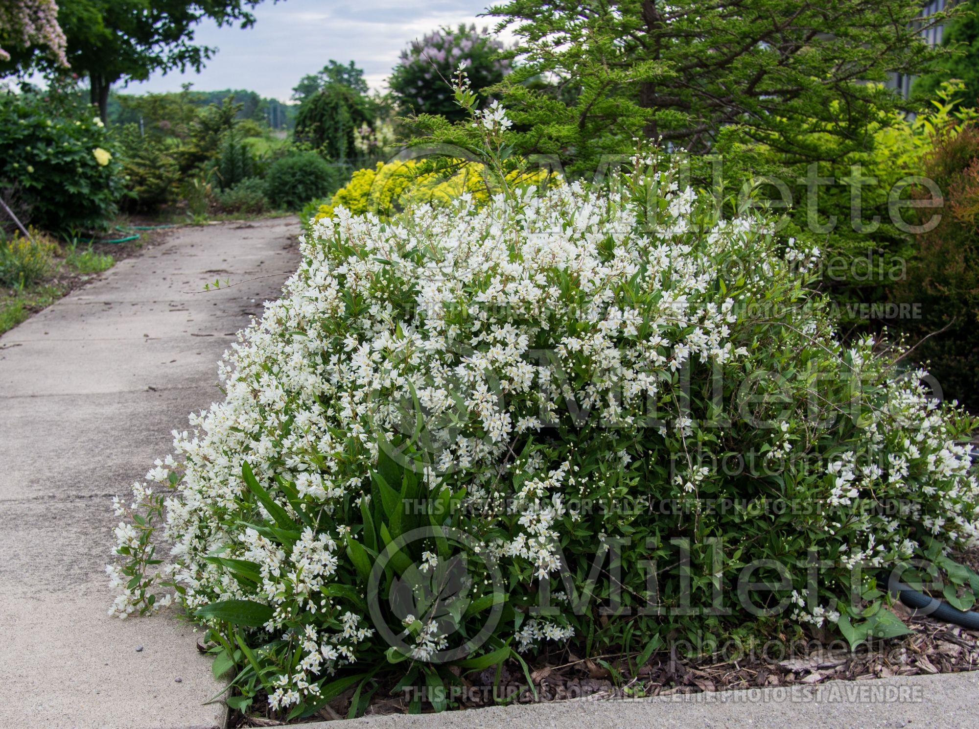 Deutzia Nikko Golden Deutzia