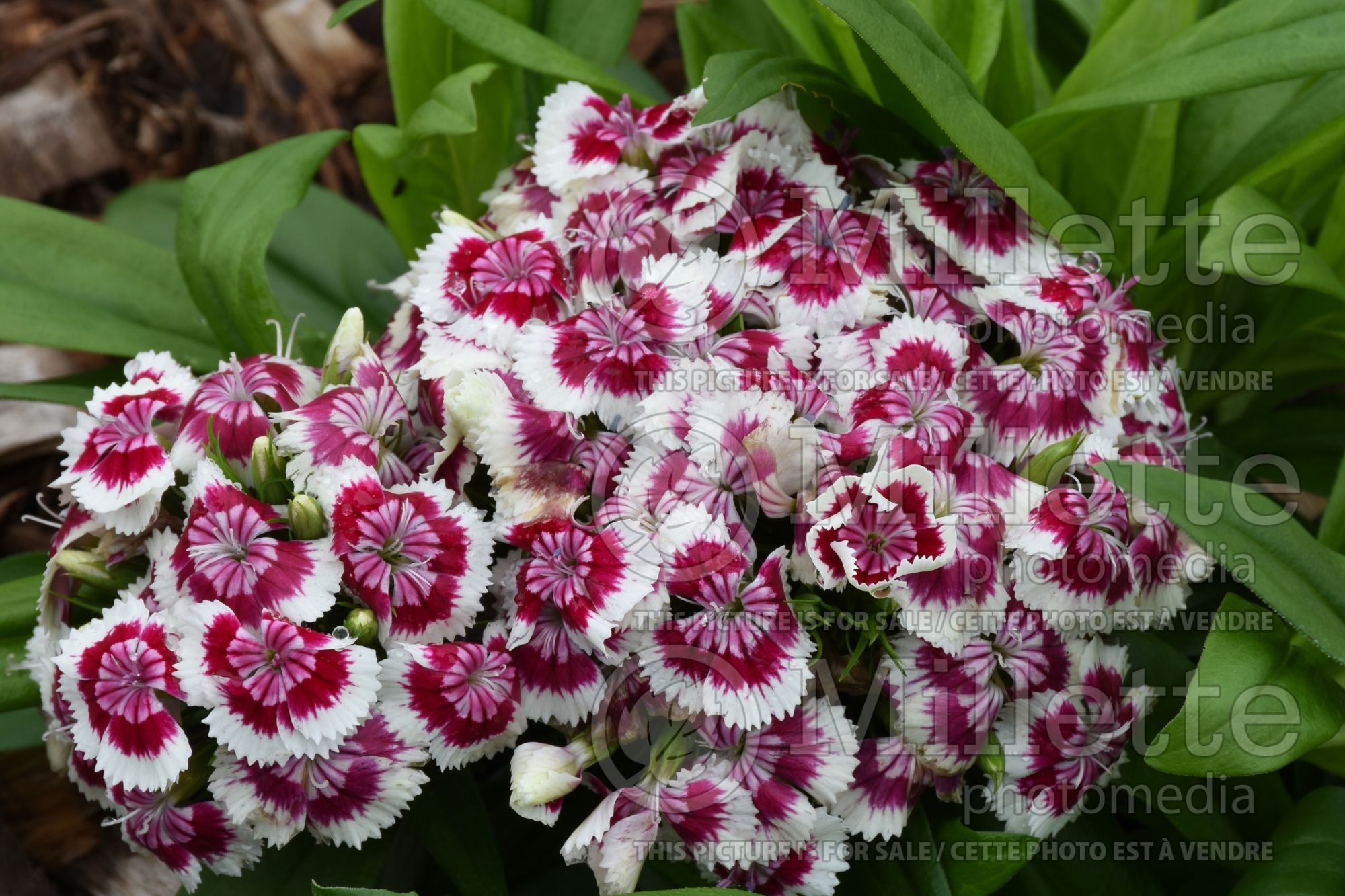 Dianthus Barbarini Red Picotee (Garden Pinks) 1